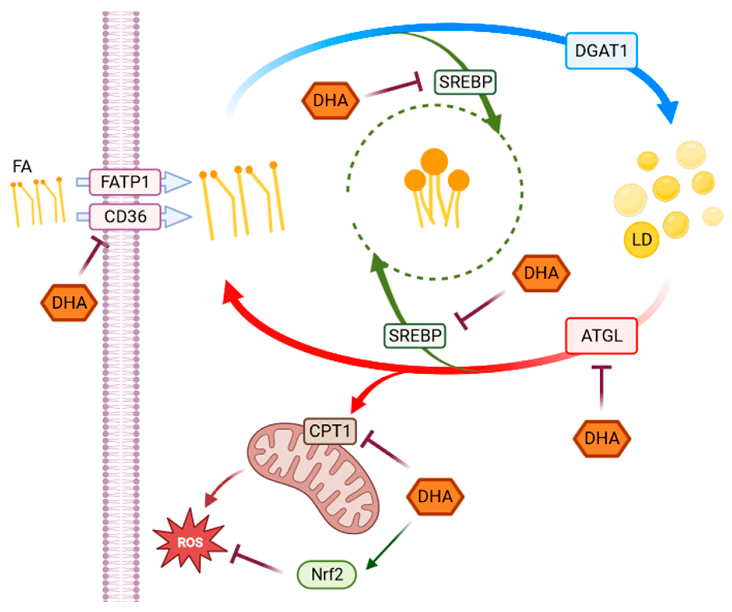 Antioxidants 12 00339 g006 Antioxidants 12 00339 g006