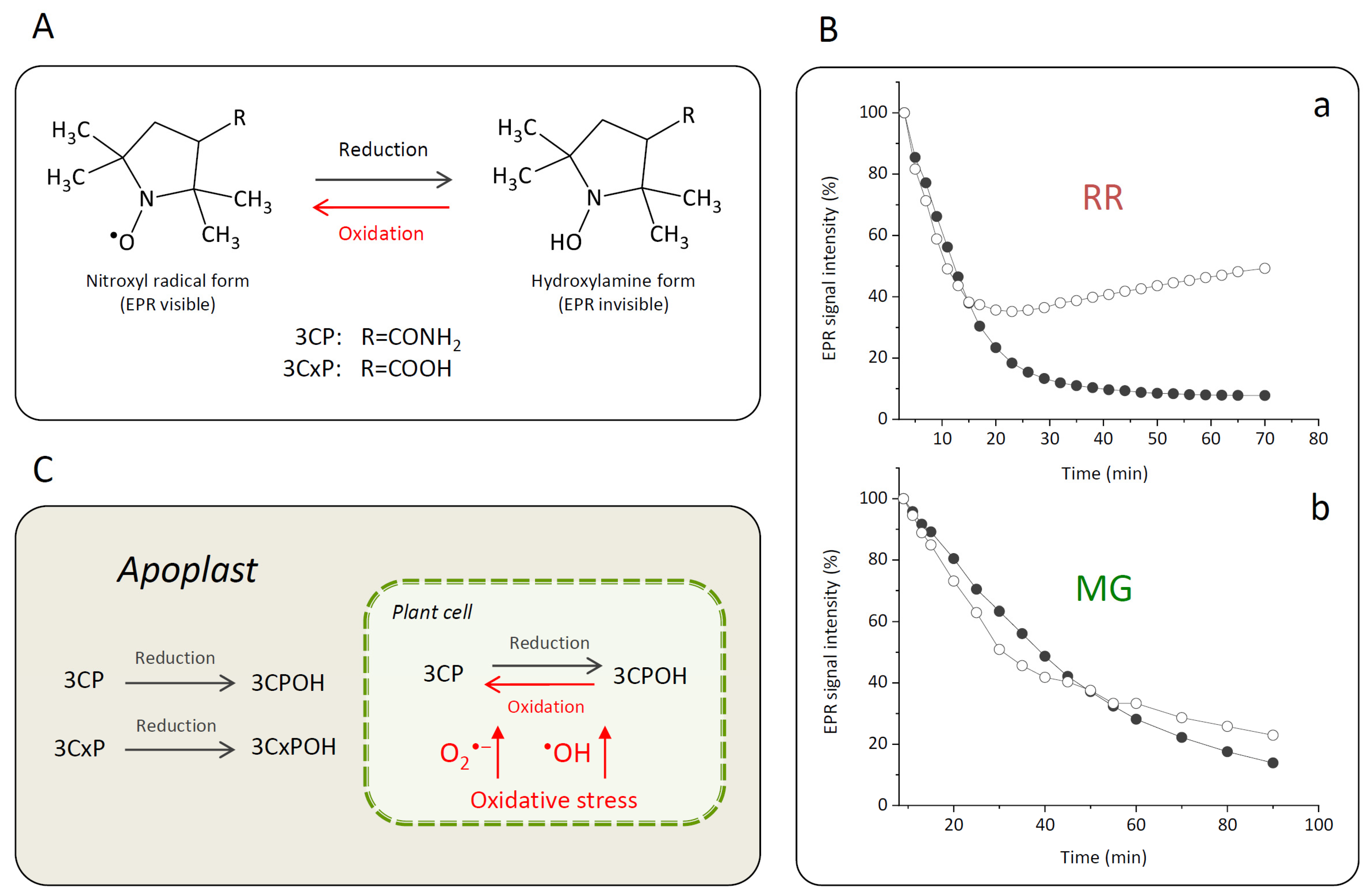 Antioxidants 12 00346 g005 Antioxidants 12 00346 g005