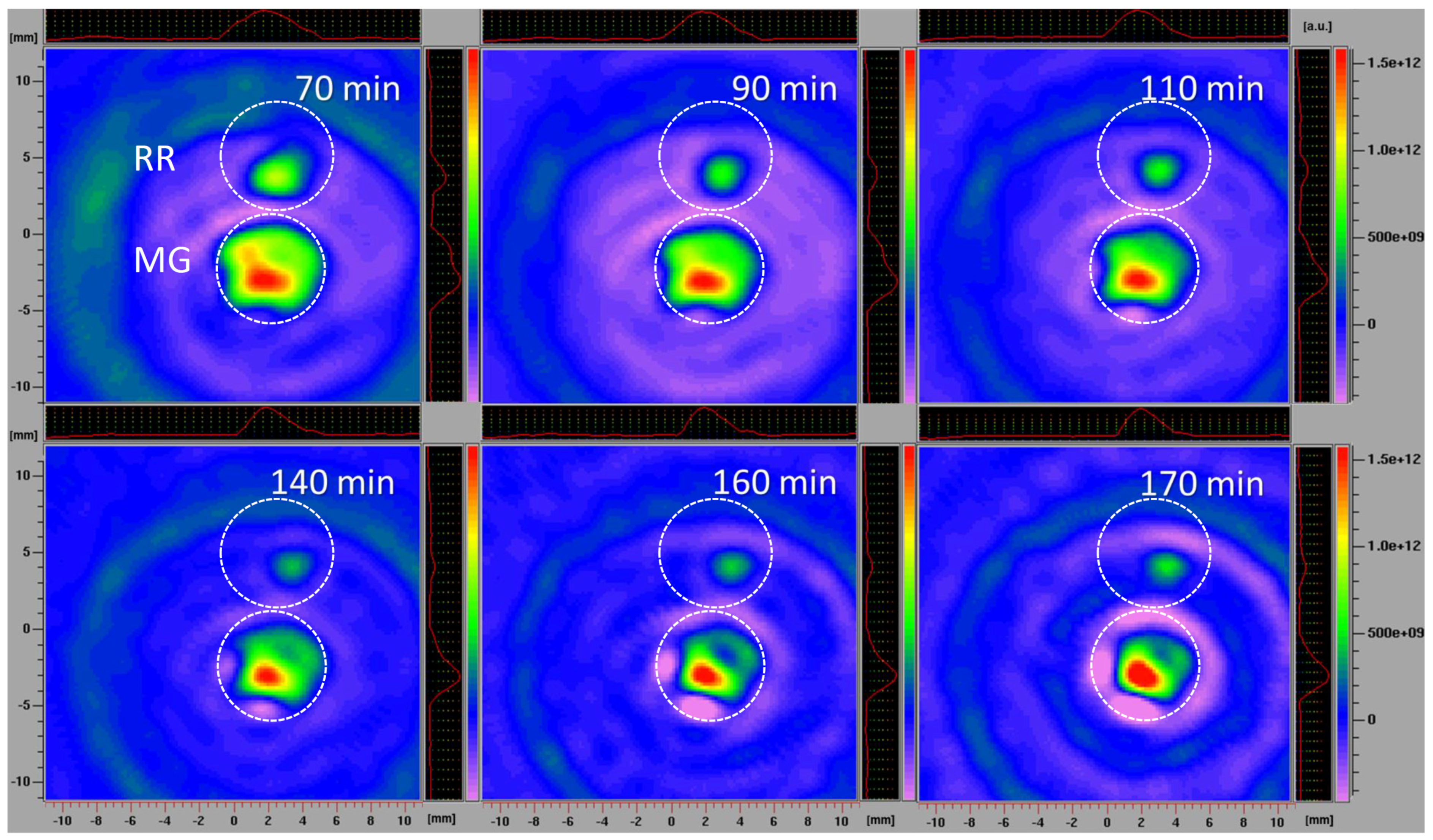 Antioxidants 12 00346 g007 Antioxidants 12 00346 g007