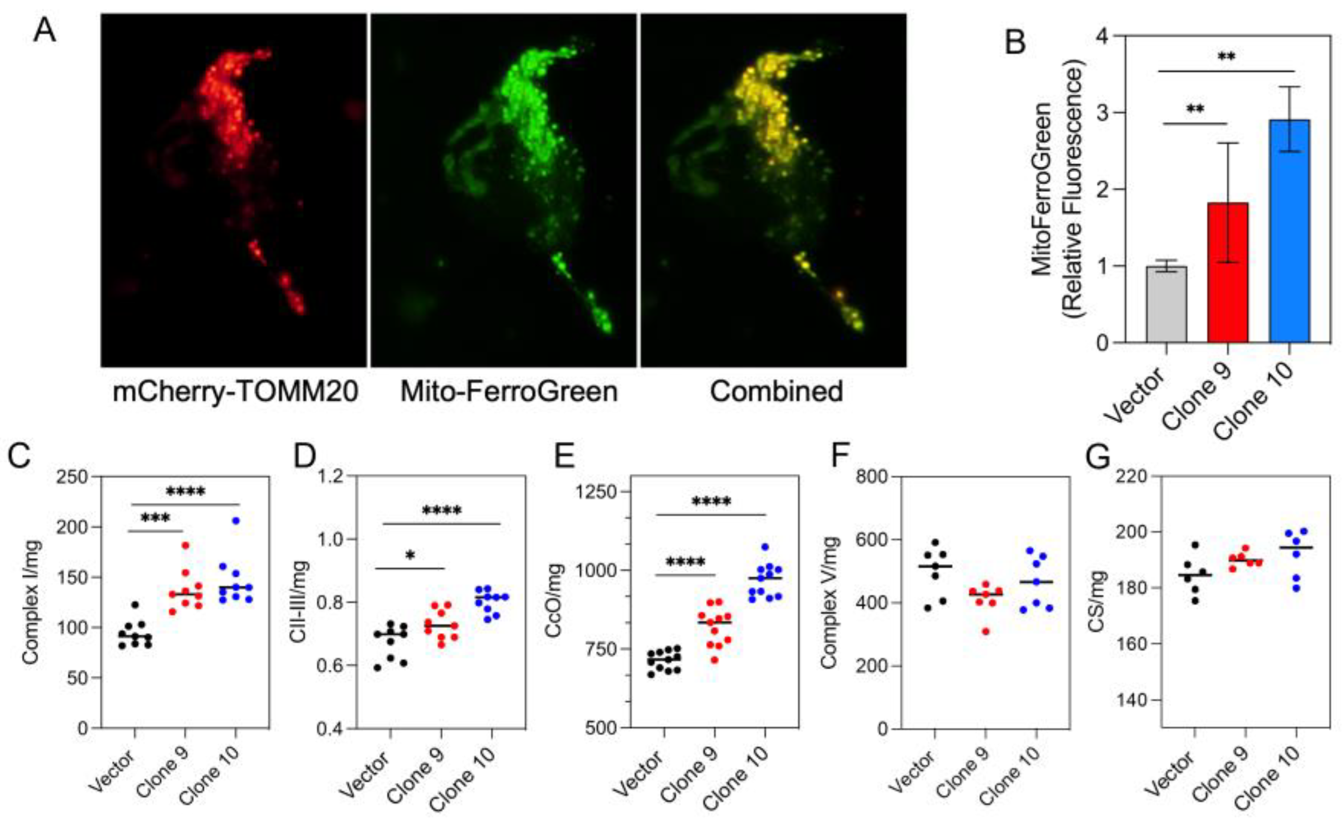 Antioxidants 12 00349 g003