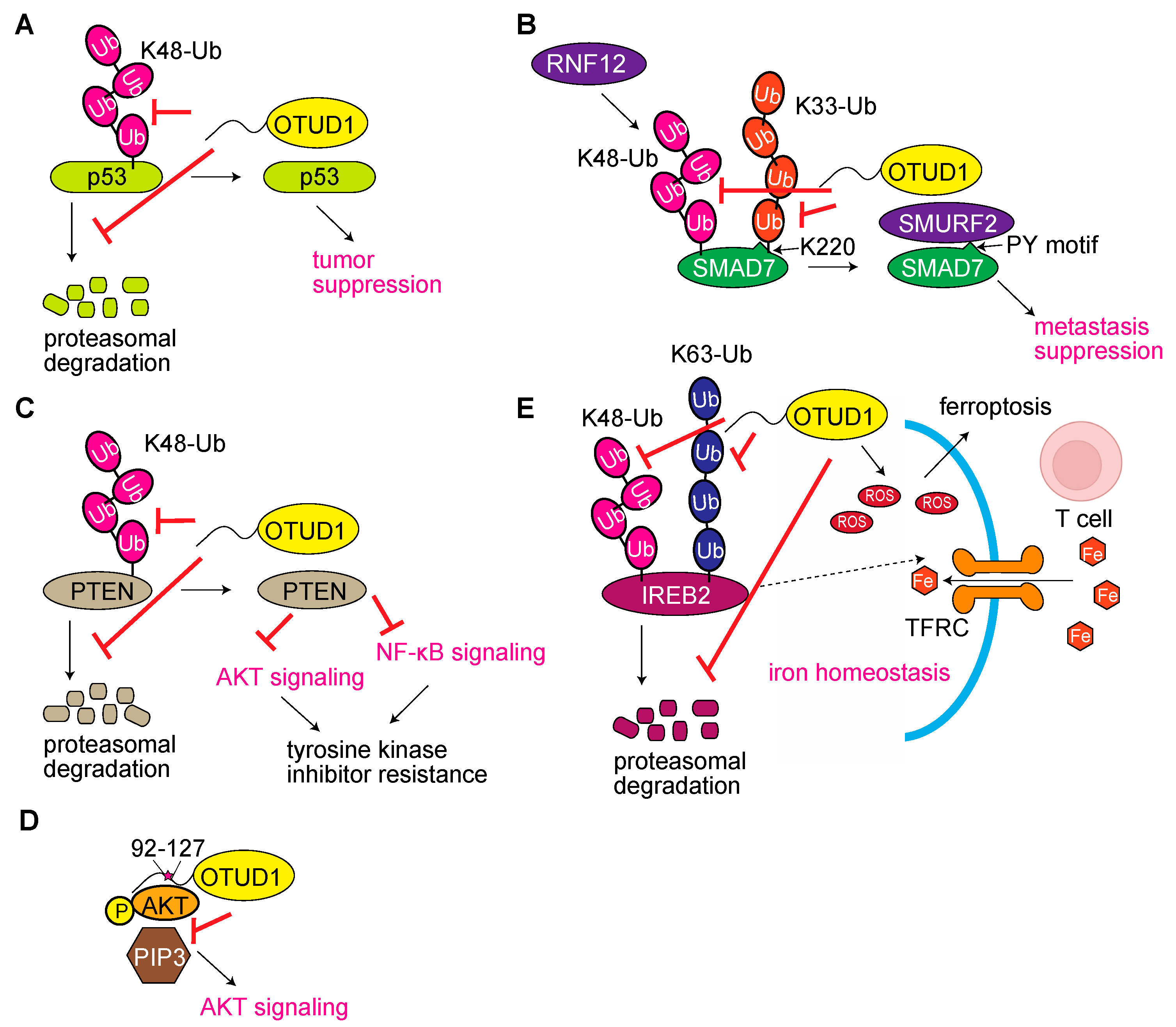 Antioxidants 12 00350 g002 Antioxidants 12 00350 g002