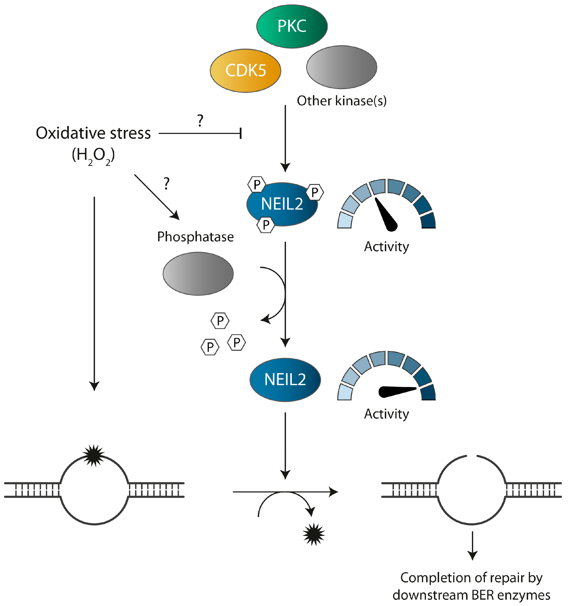 Antioxidants 12 00355 g006