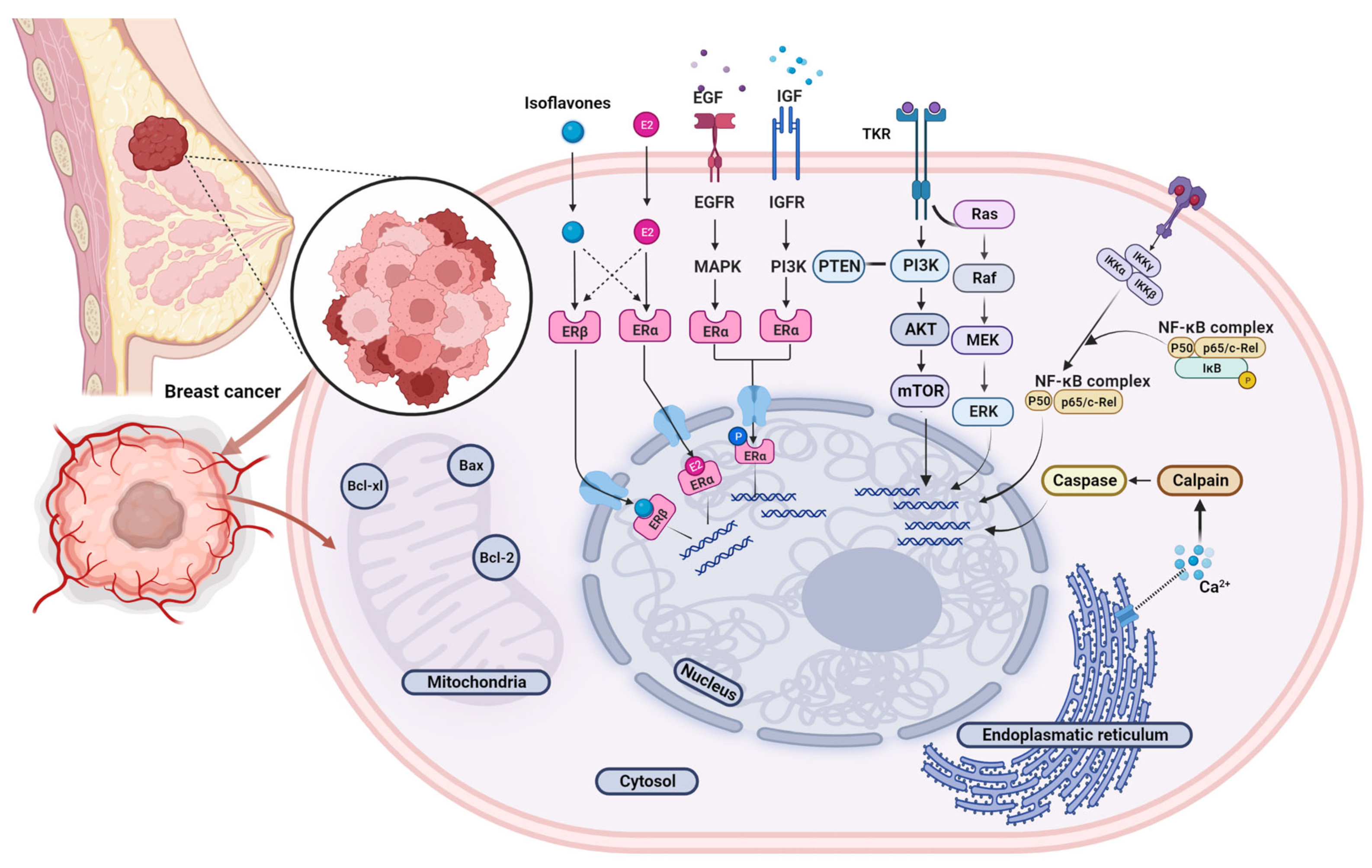 Antioxidants 12 00368 g003