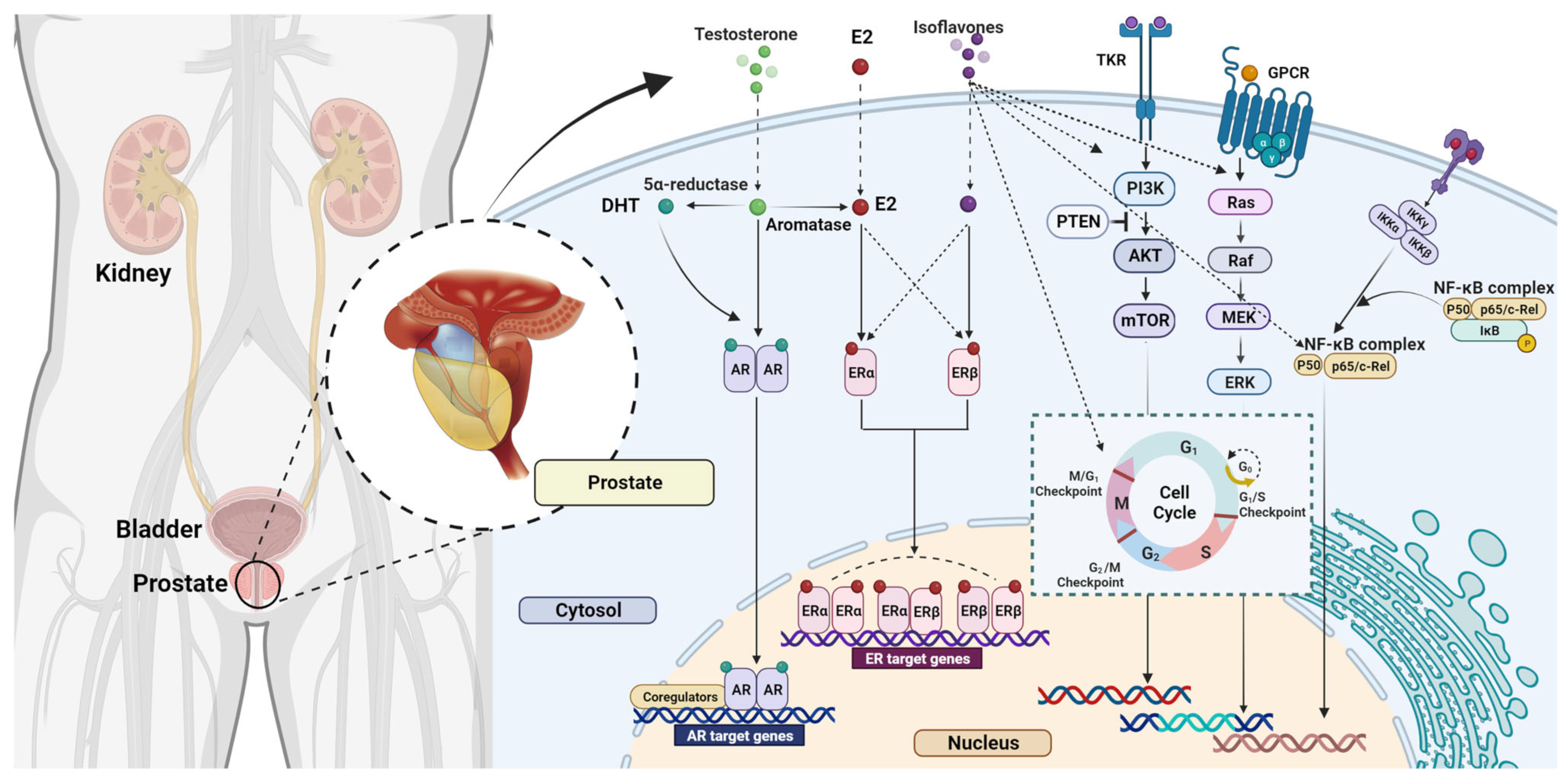 Antioxidants 12 00368 g004
