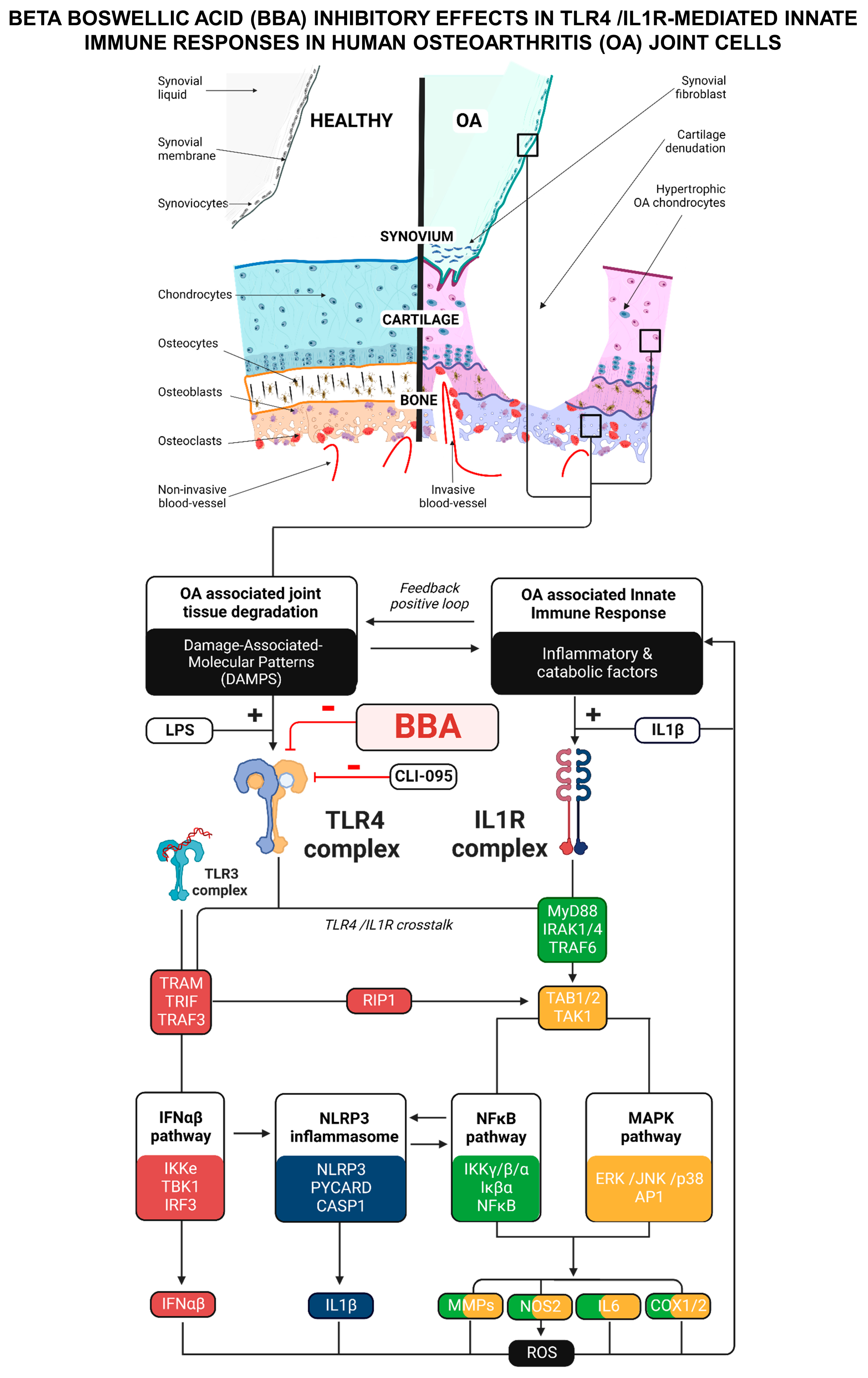 Antioxidants 12 00371 g007 Antioxidants 12 00371 g007