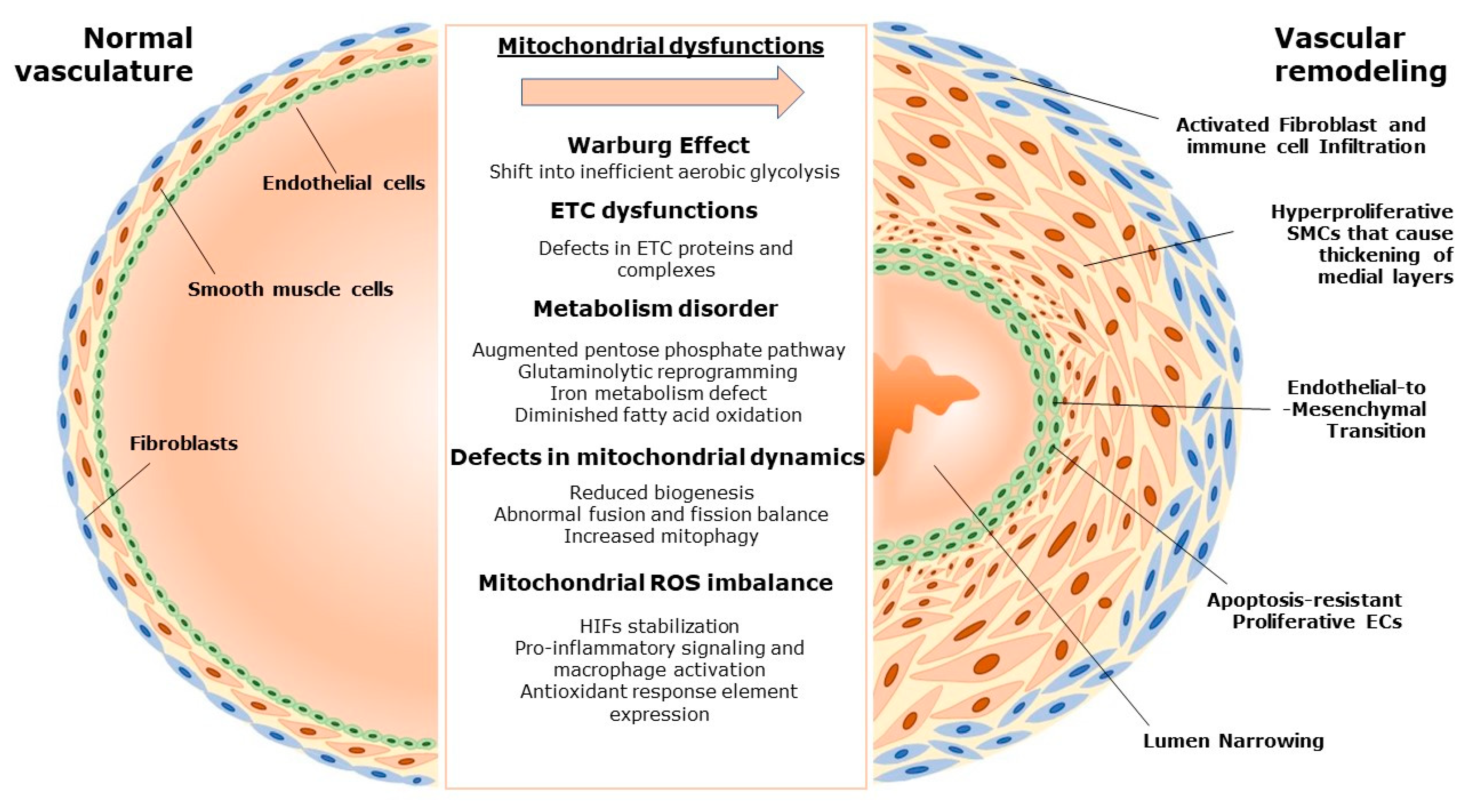 Antioxidants 12 00372 g001 Antioxidants 12 00372 g001
