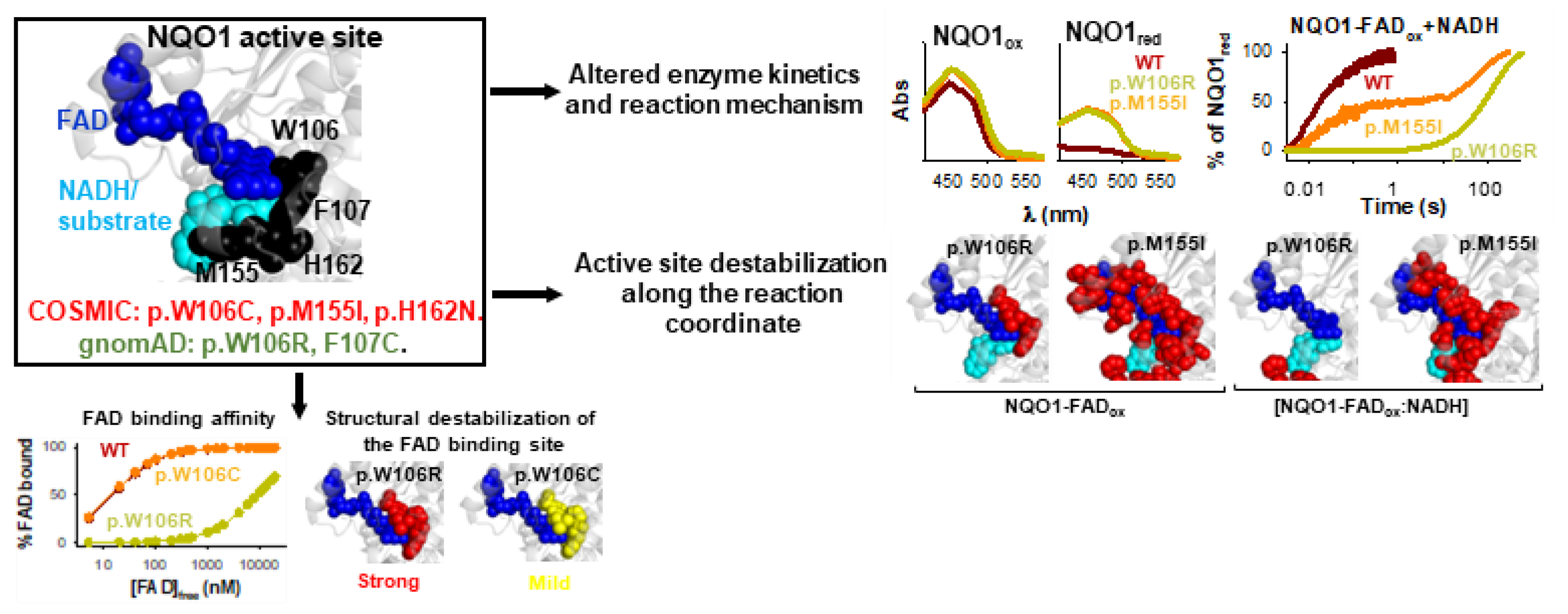 Antioxidants 12 00379 g008