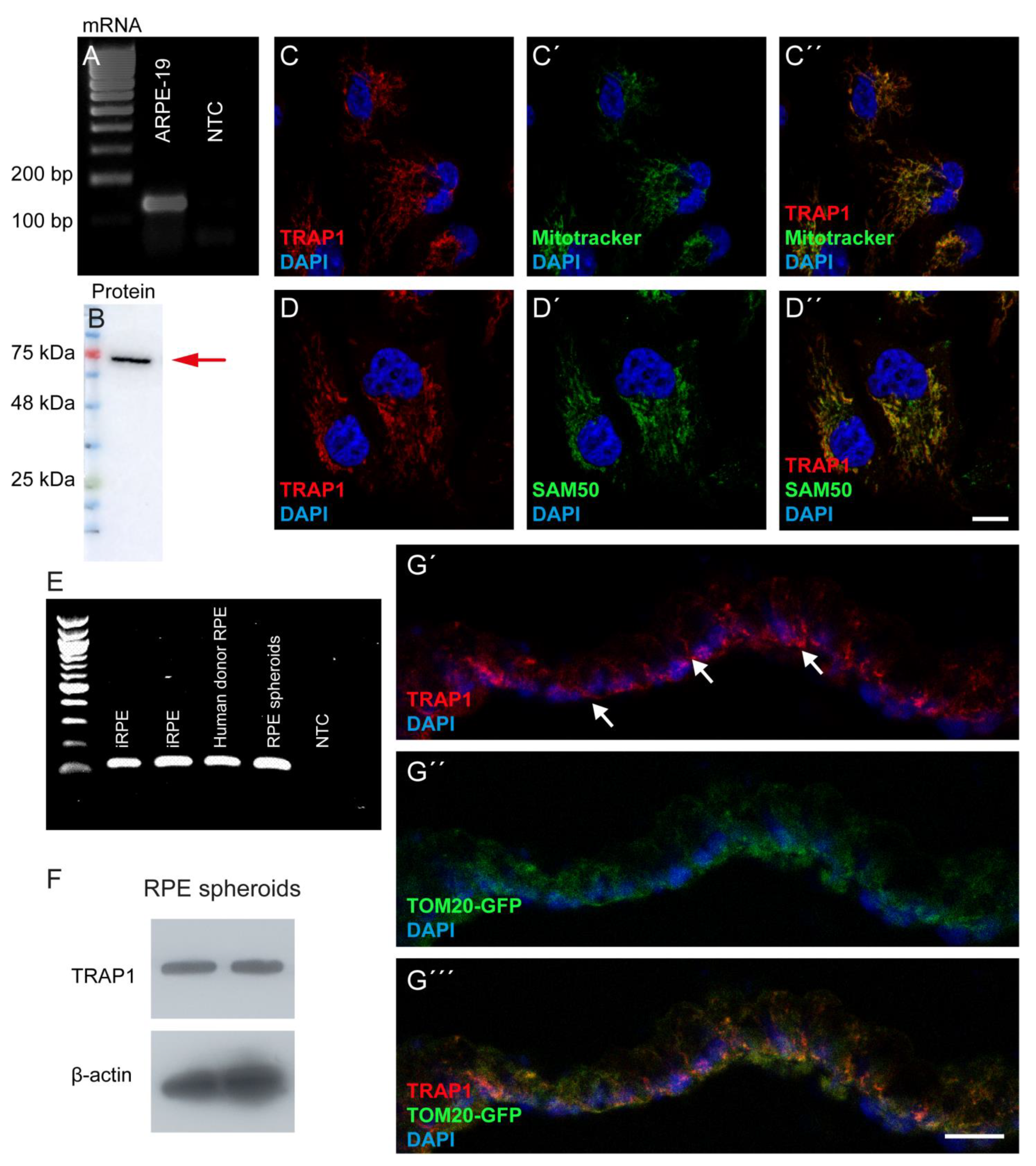 Antioxidants 12 00381 g001