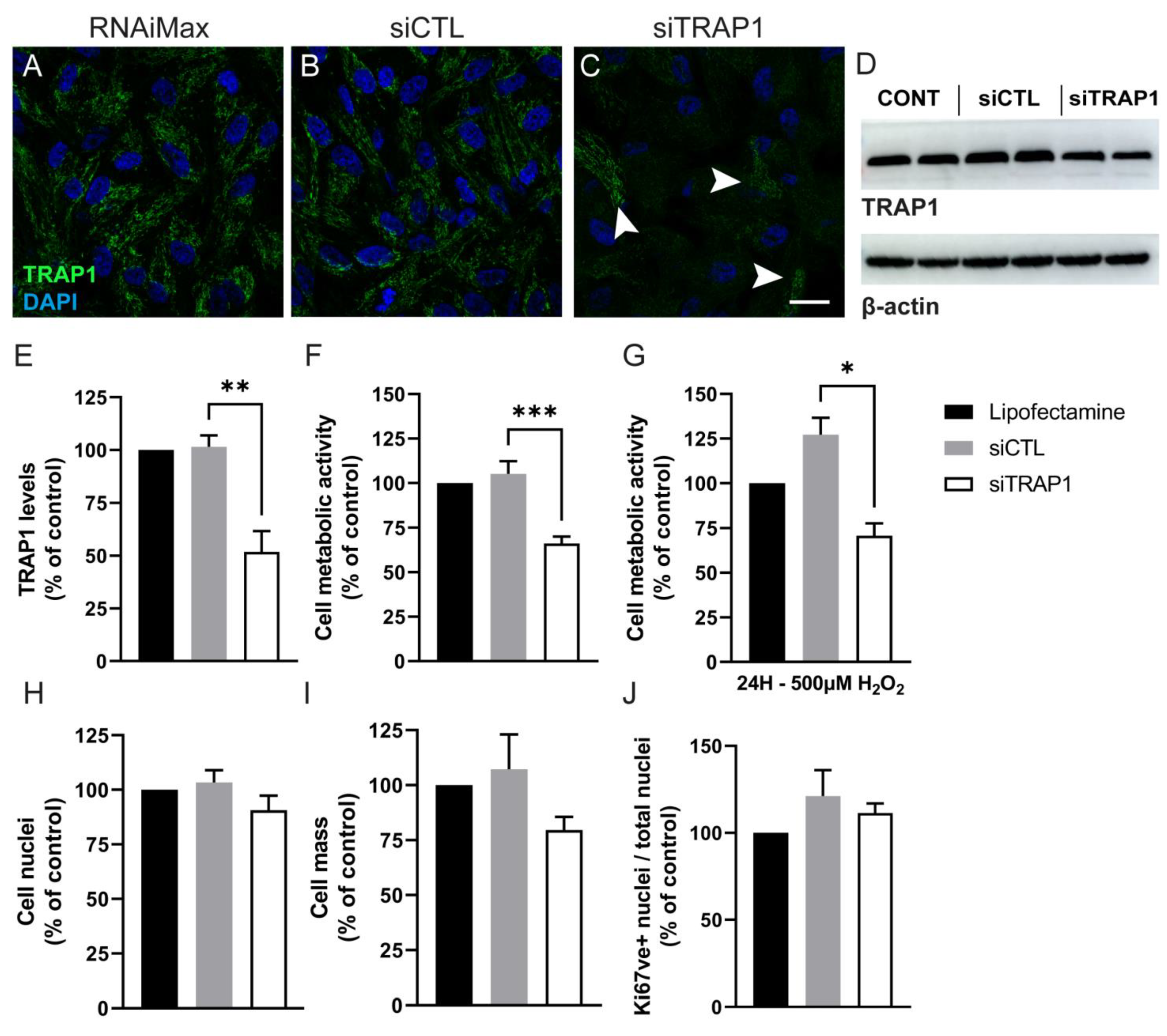 Antioxidants 12 00381 g003