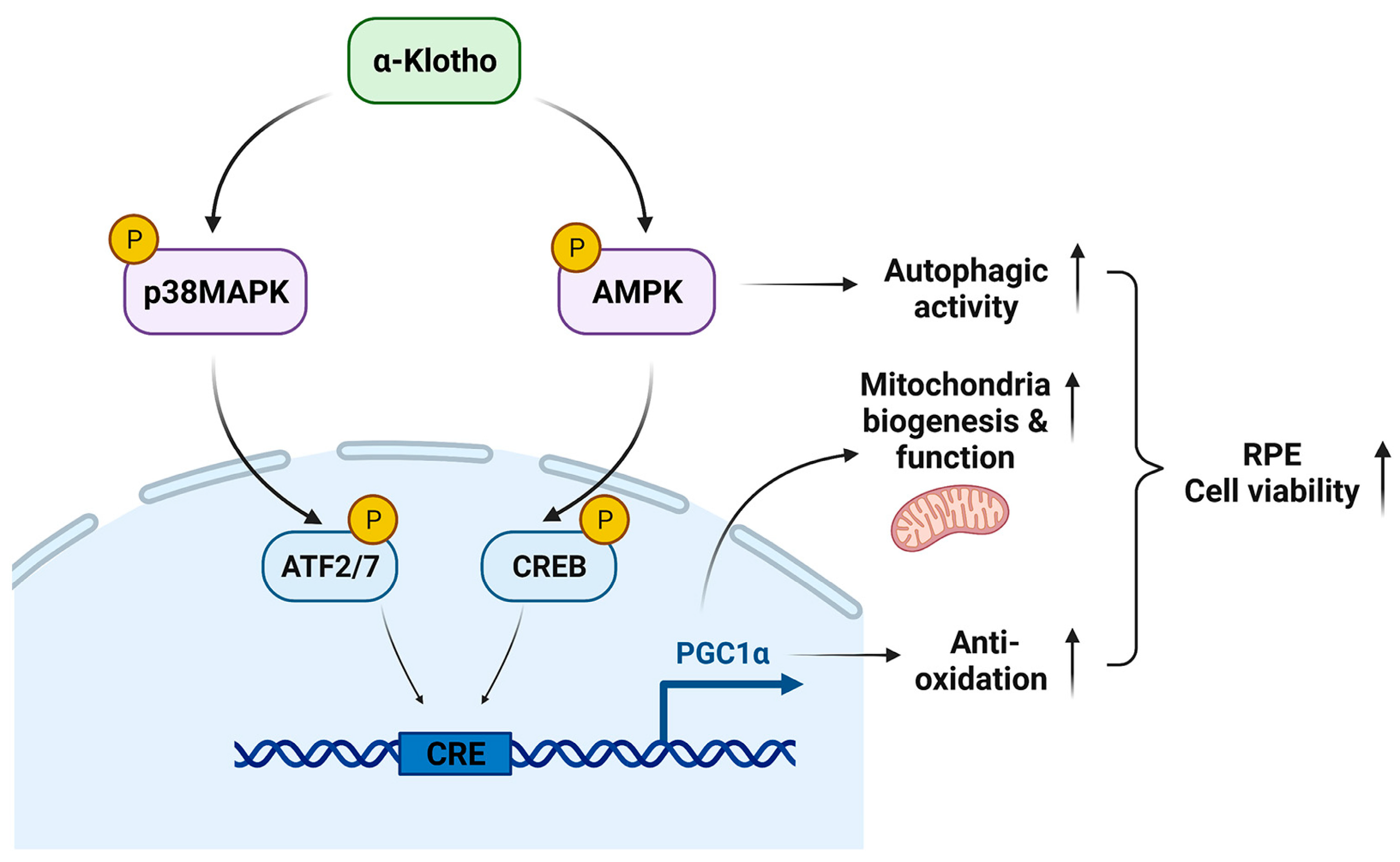 Antioxidants 12 00385 g007 Antioxidants 12 00385 g007