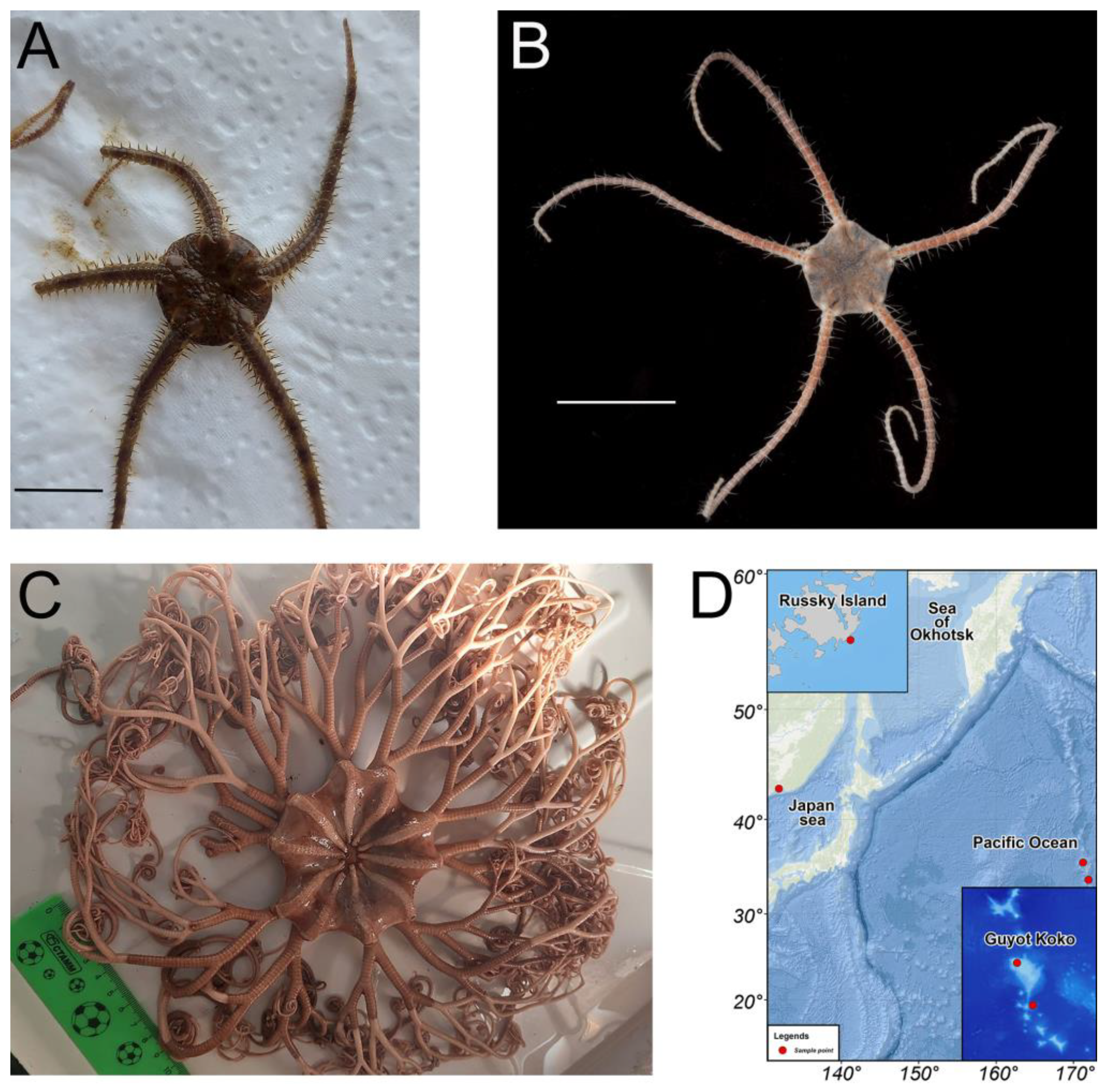 Antioxidants 12 00386 g001