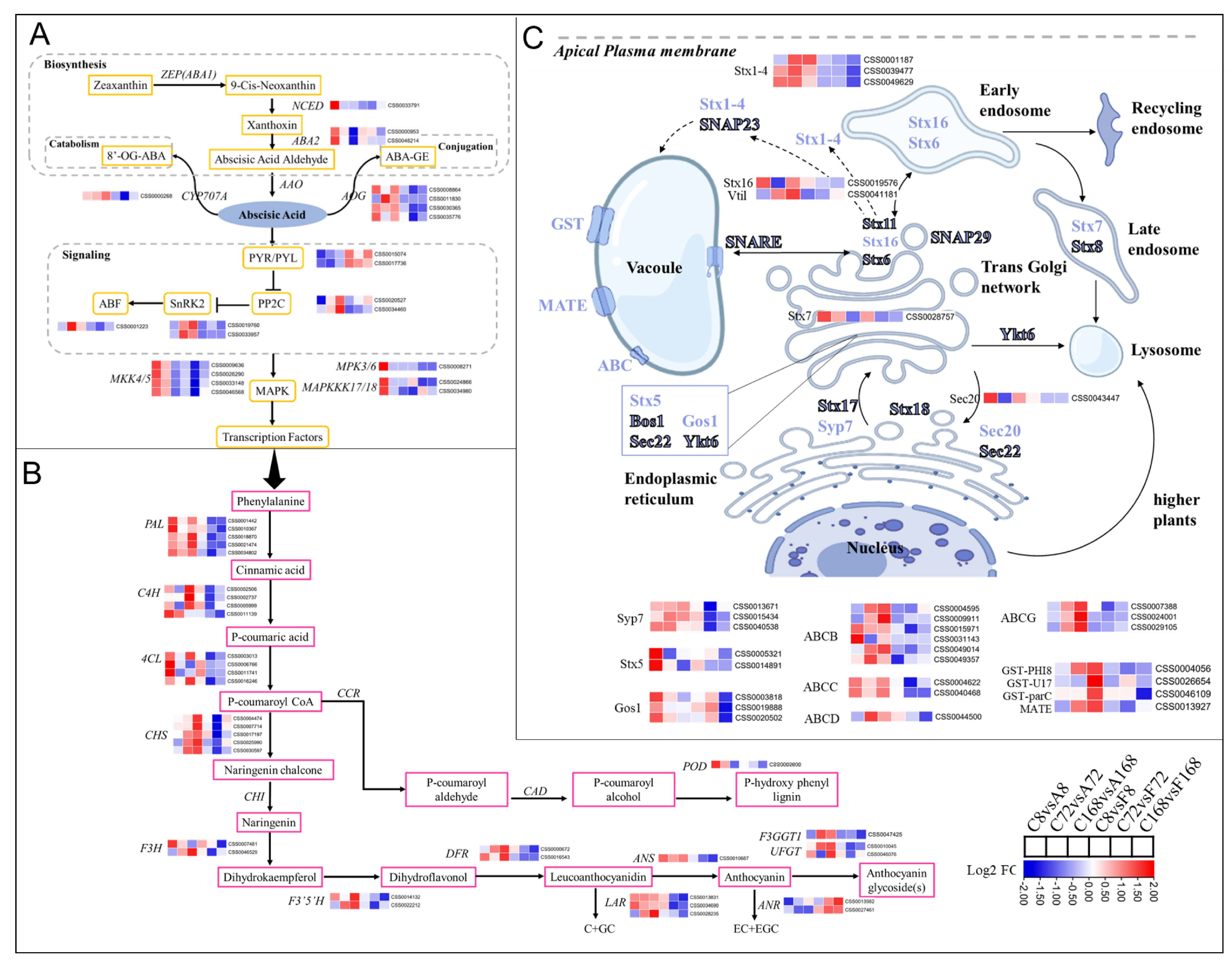 Antioxidants 12 00392 g006 Antioxidants 12 00392 g006