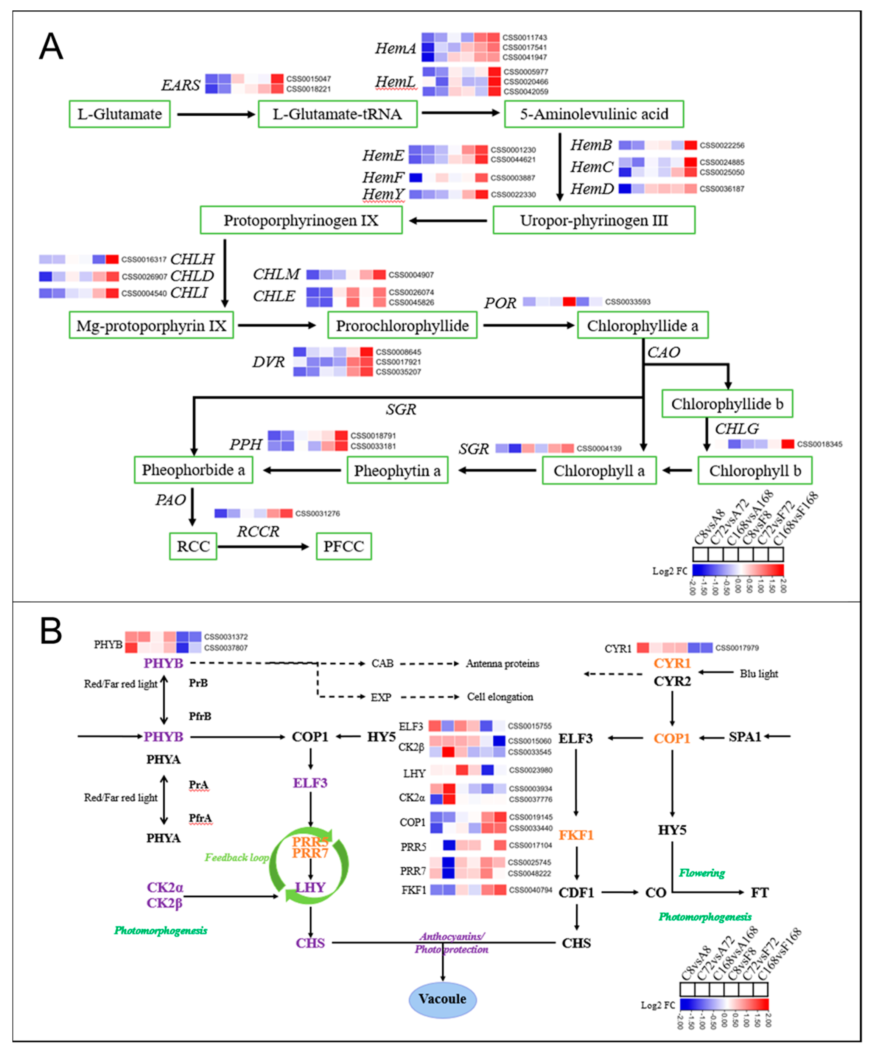 Antioxidants 12 00392 g007 Antioxidants 12 00392 g007