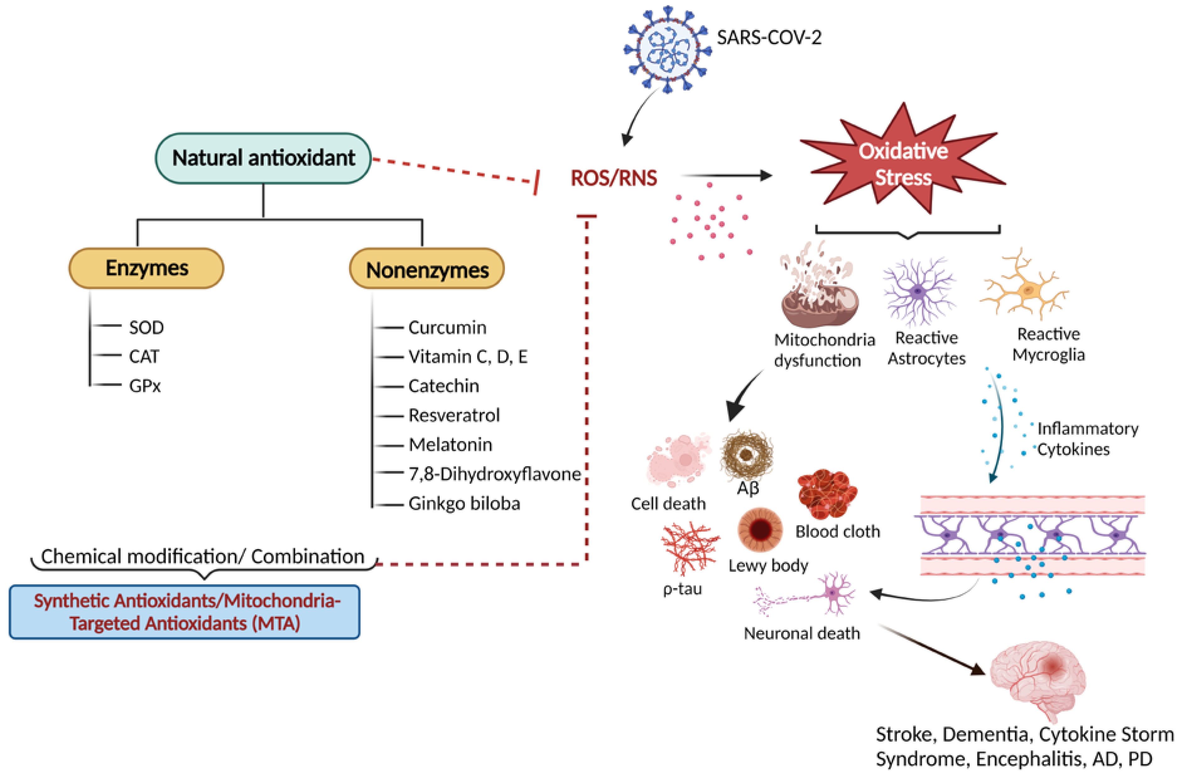Antioxidants 12 00393 g001 Antioxidants 12 00393 g001