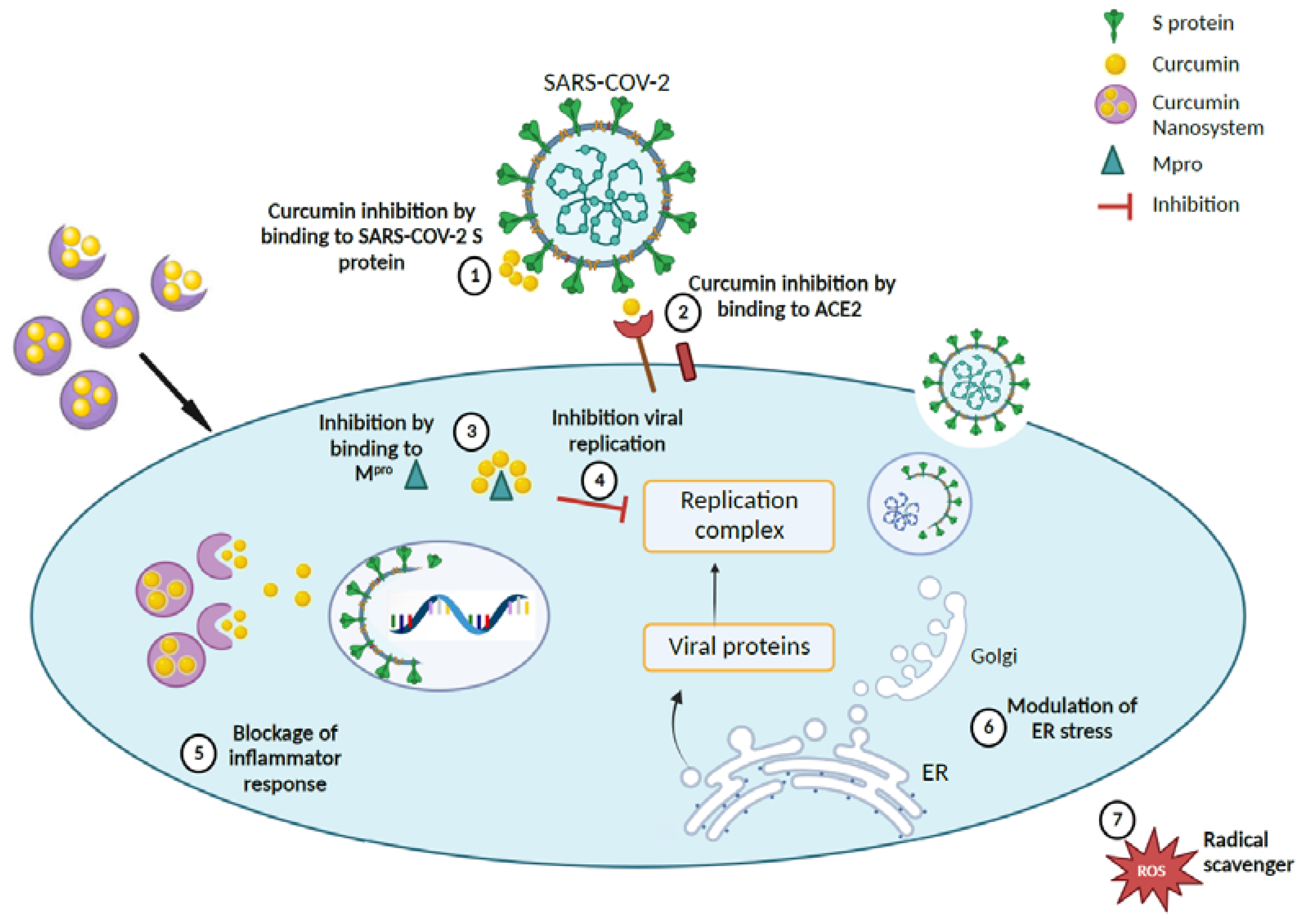 Antioxidants 12 00393 g005 Antioxidants 12 00393 g005