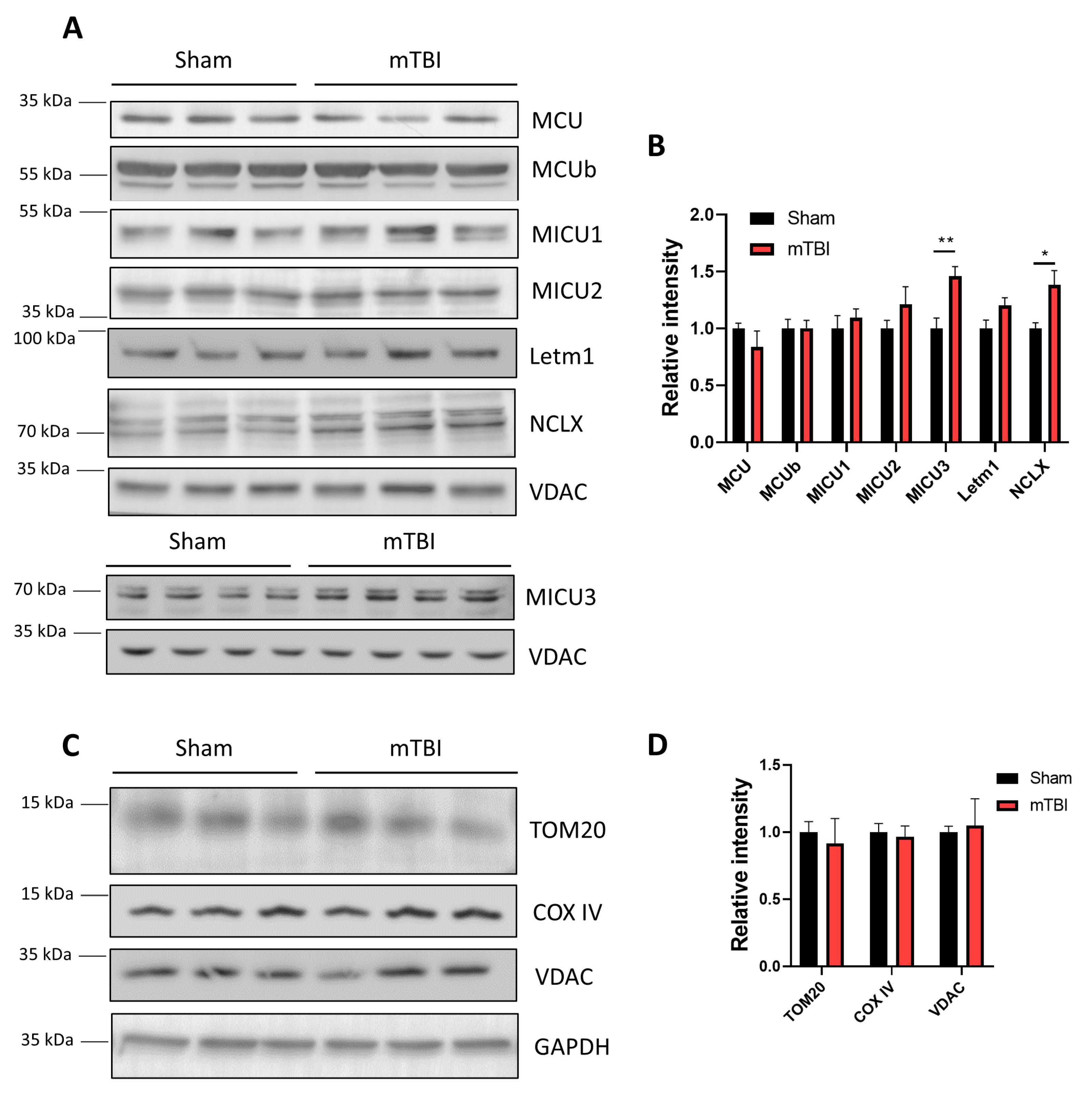 Antioxidants 12 00403 g004 Antioxidants 12 00403 g004