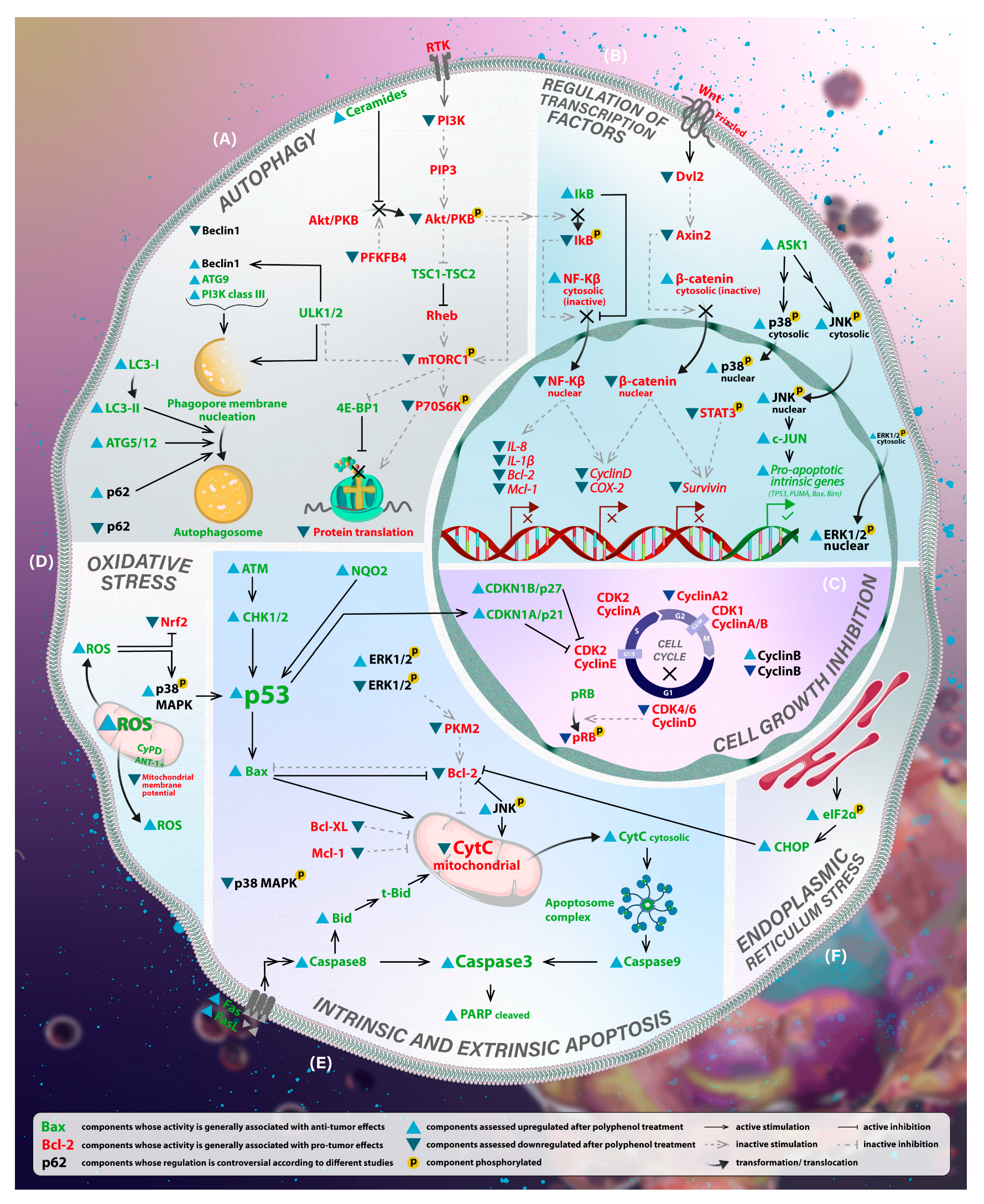 Antioxidants 12 00407 g002 Antioxidants 12 00407 g002