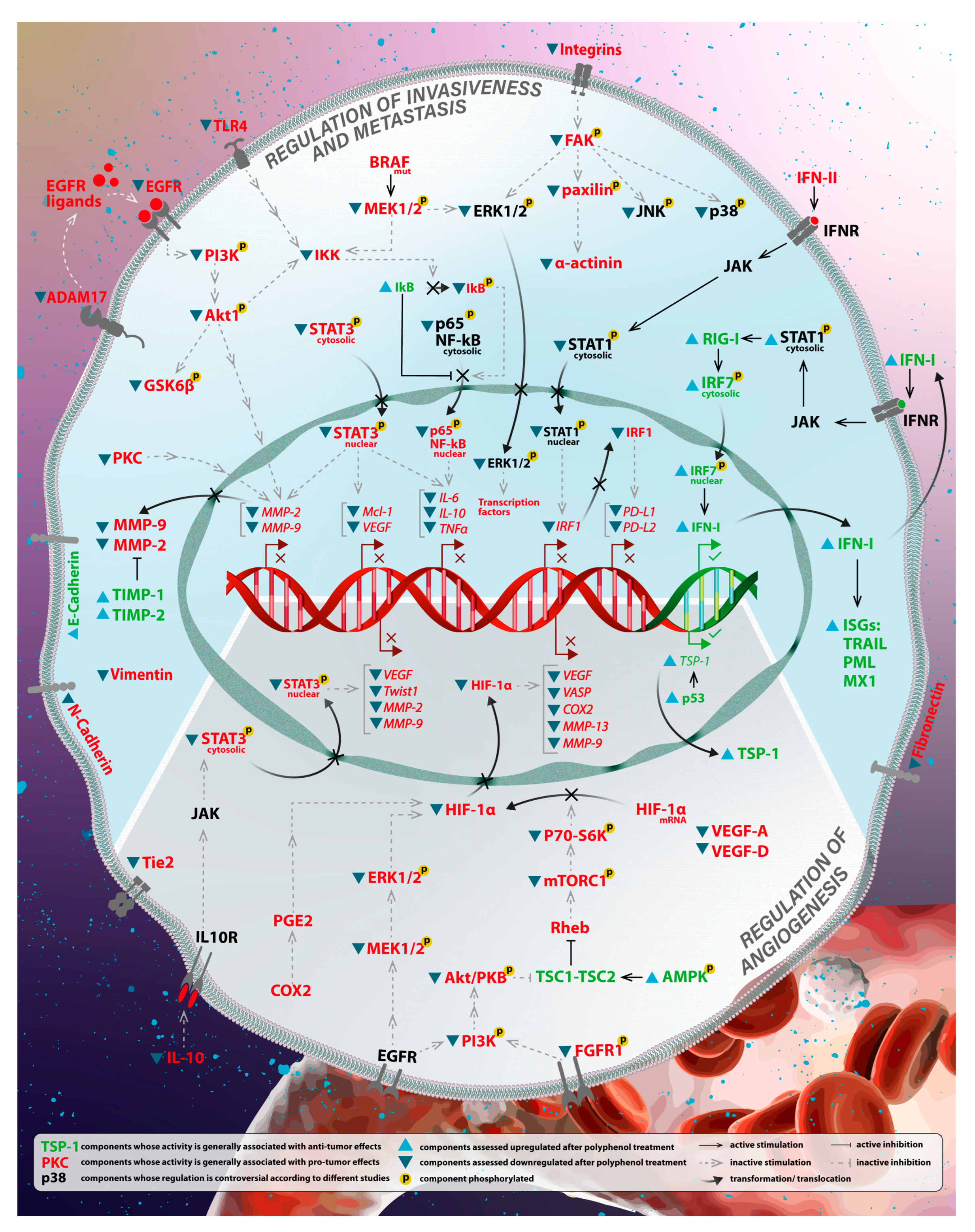 Antioxidants 12 00407 g003 Antioxidants 12 00407 g003