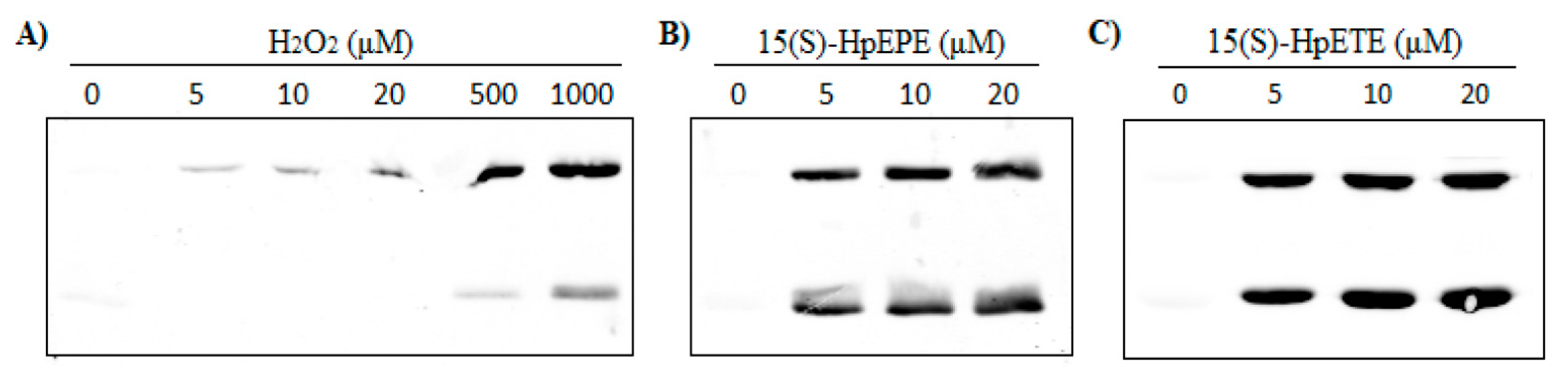 Antioxidants 12 00408 g004 Antioxidants 12 00408 g004