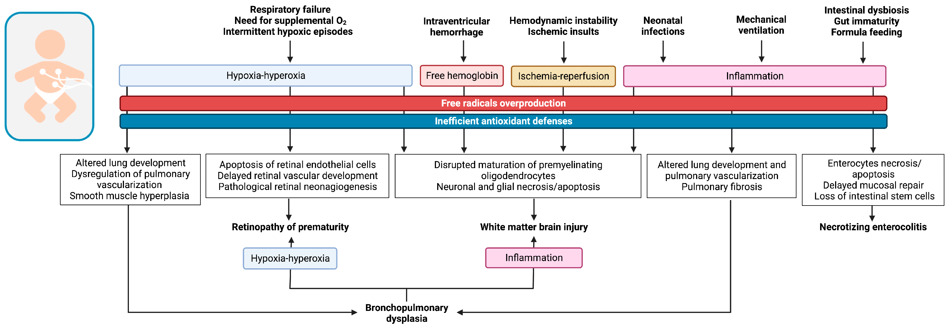 Antioxidants 12 00422 g002 Antioxidants 12 00422 g002