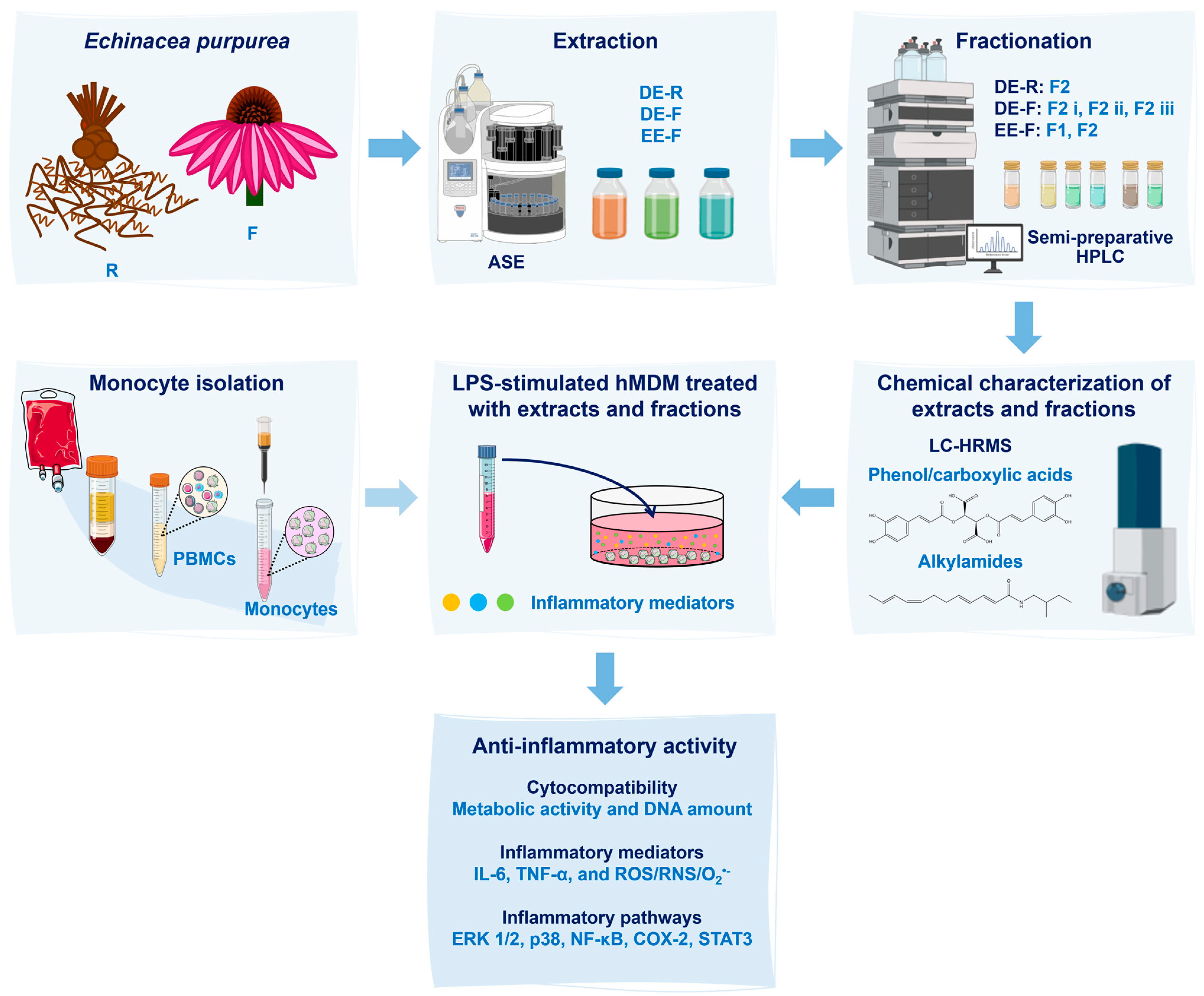 Antioxidants 12 00425 g001 Antioxidants 12 00425 g001