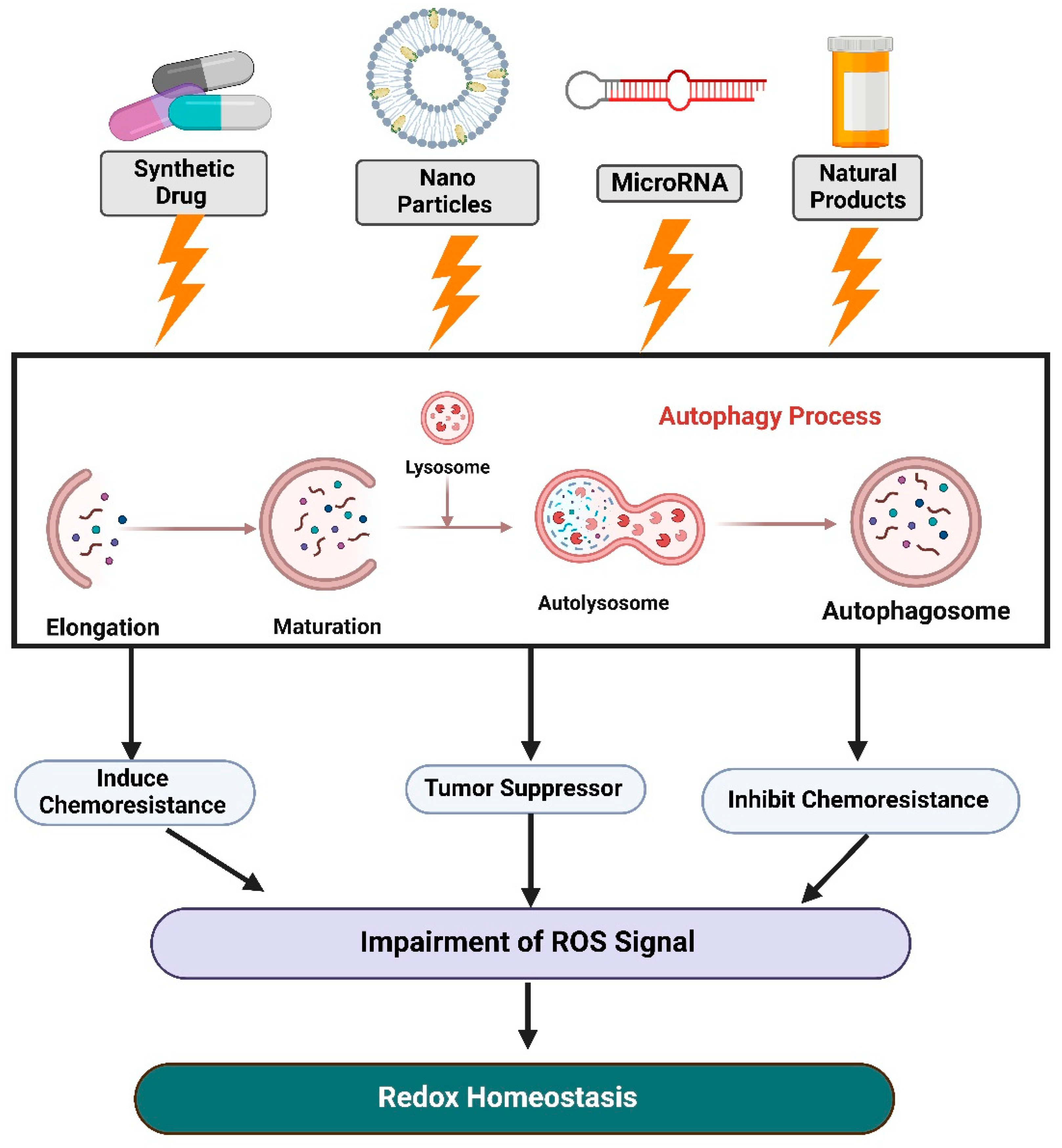 Antioxidants 12 00428 g004 Antioxidants 12 00428 g004
