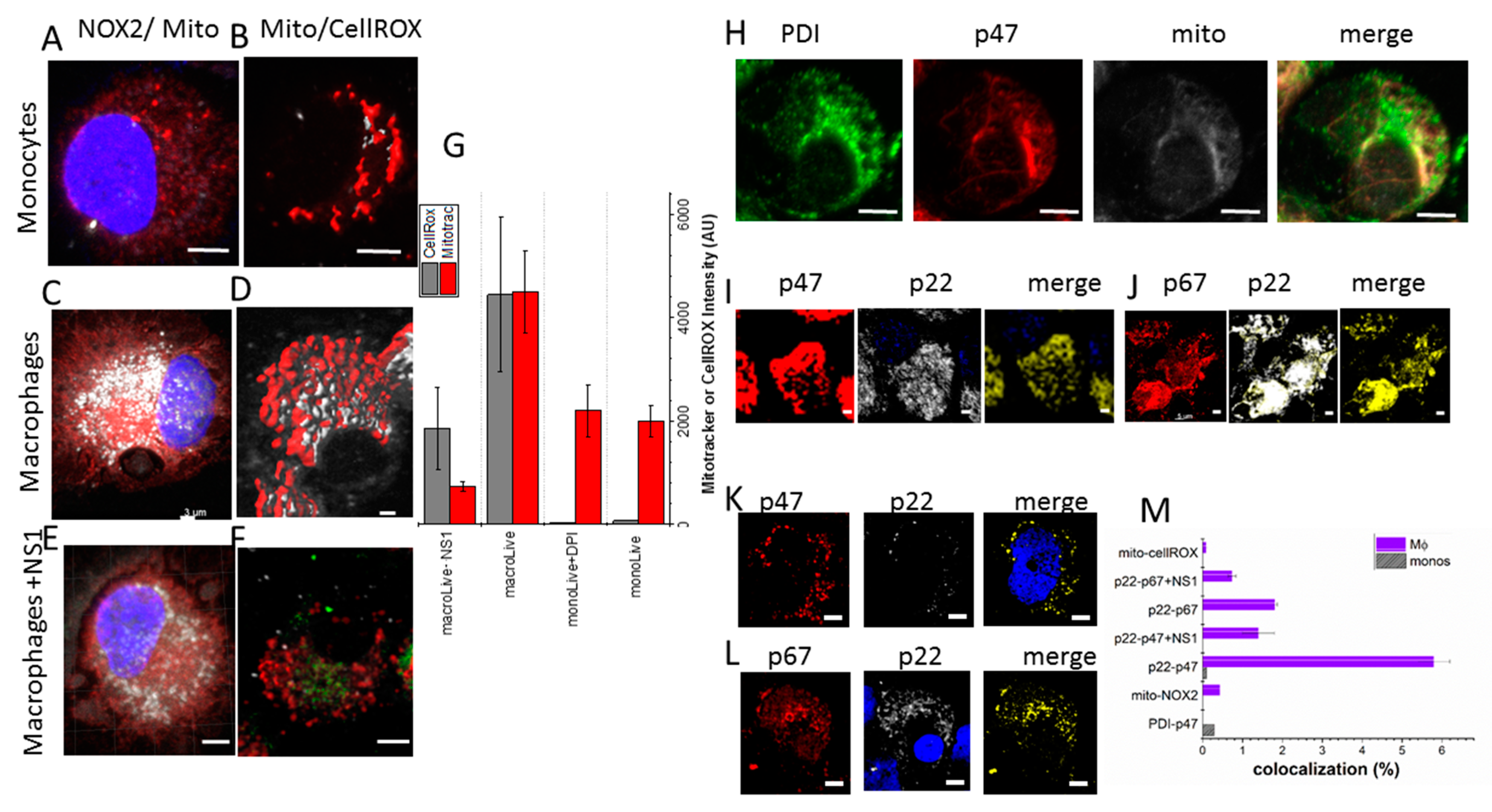 Antioxidants 12 00440 g003 Antioxidants 12 00440 g003