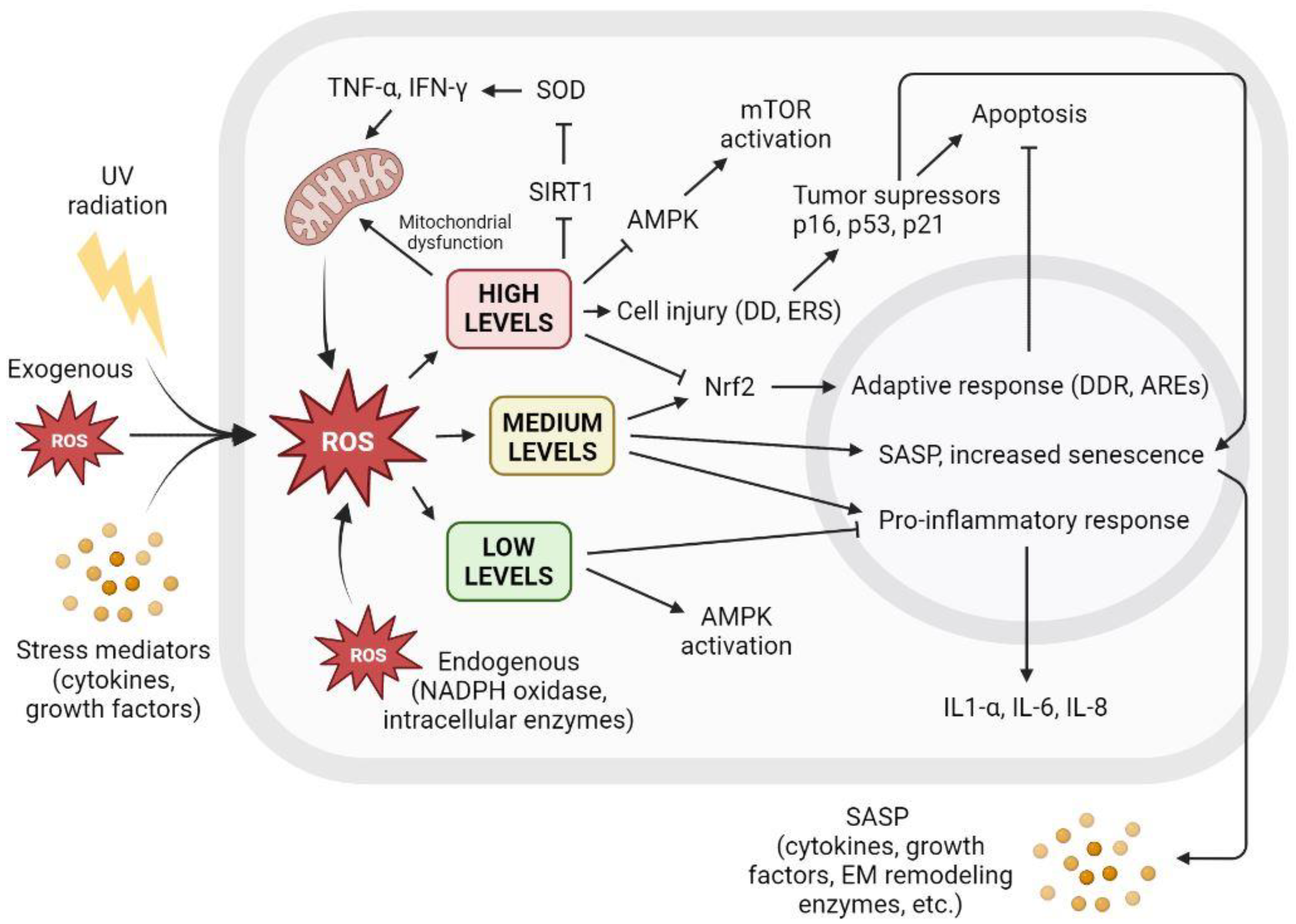 Antioxidants 12 00444 g005 Antioxidants 12 00444 g005