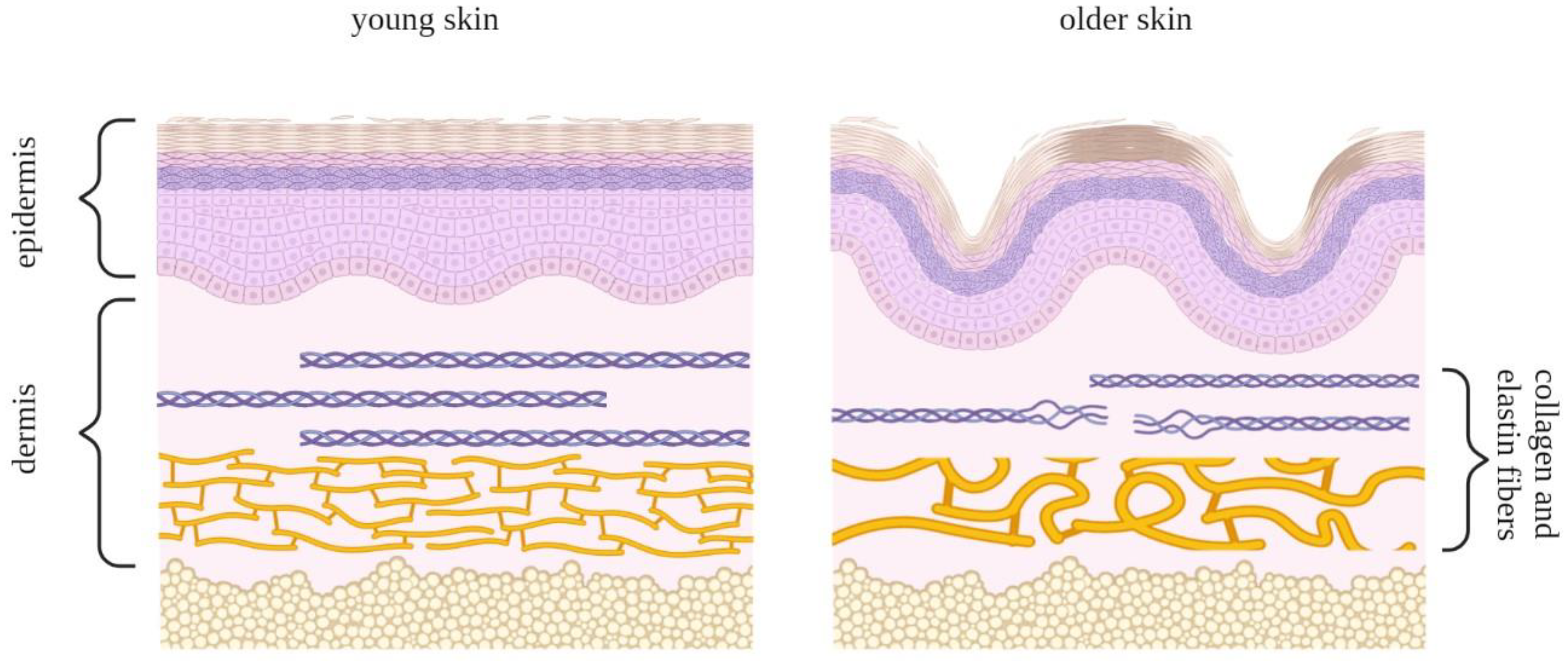 Antioxidants 12 00444 g006 Antioxidants 12 00444 g006