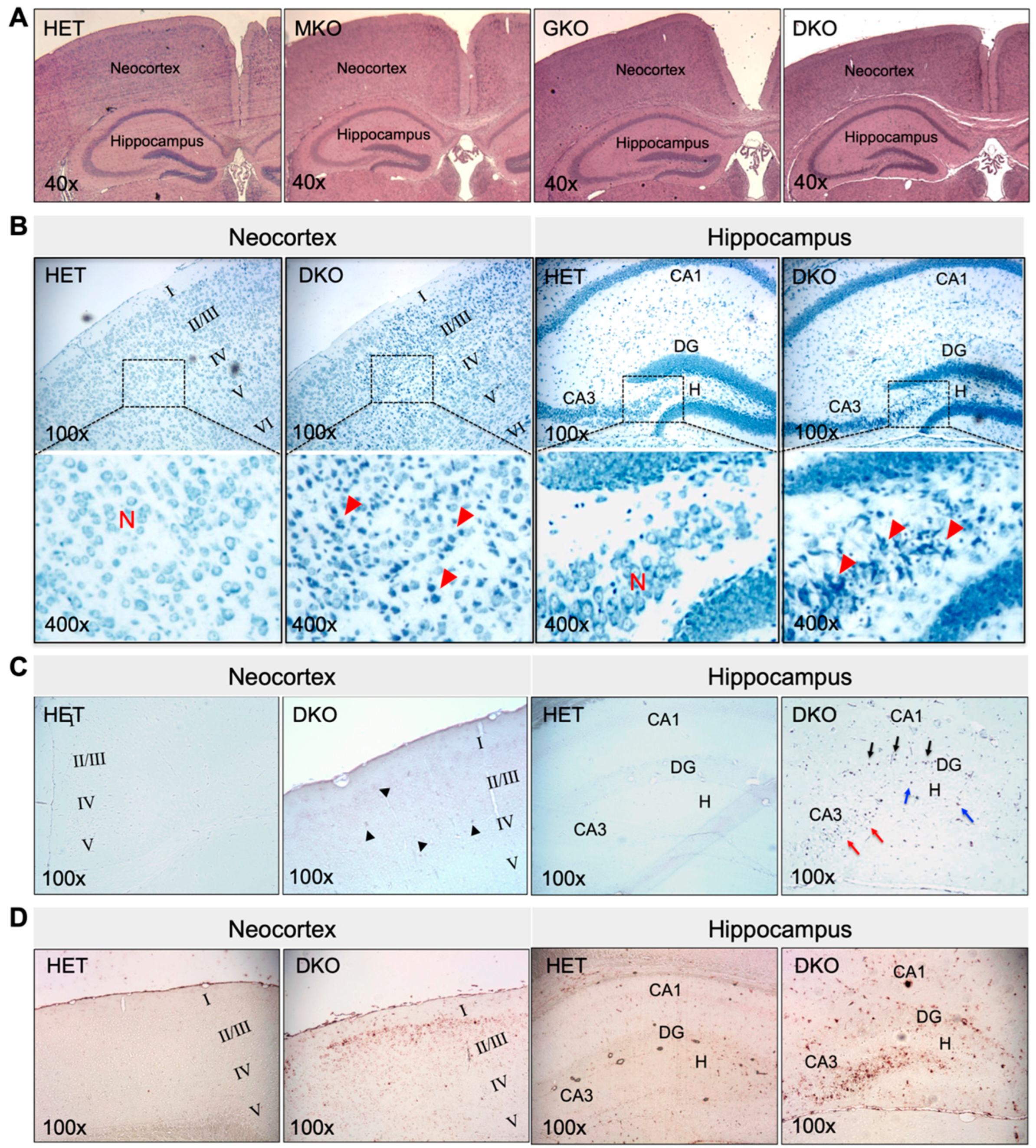 Antioxidants 12 00448 g002 Antioxidants 12 00448 g002