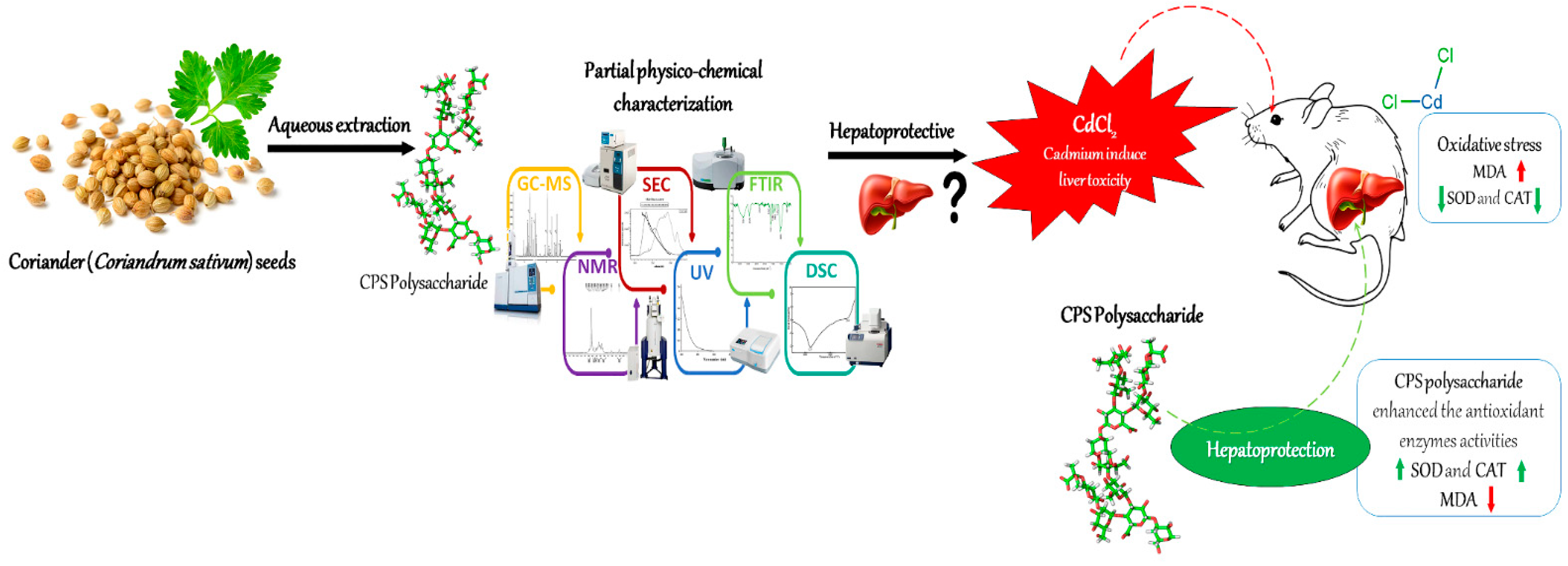 Antioxidants 12 00455 g006 Antioxidants 12 00455 g006
