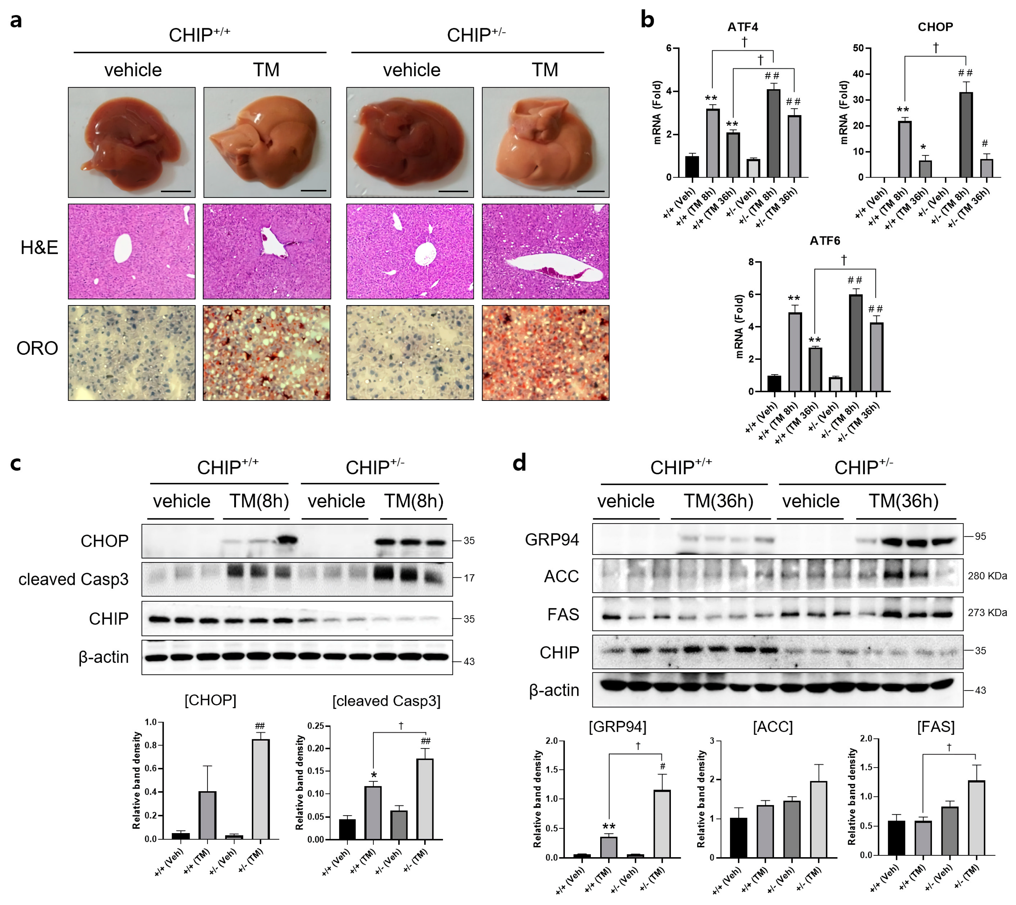 Antioxidants 12 00458 g002 Antioxidants 12 00458 g002