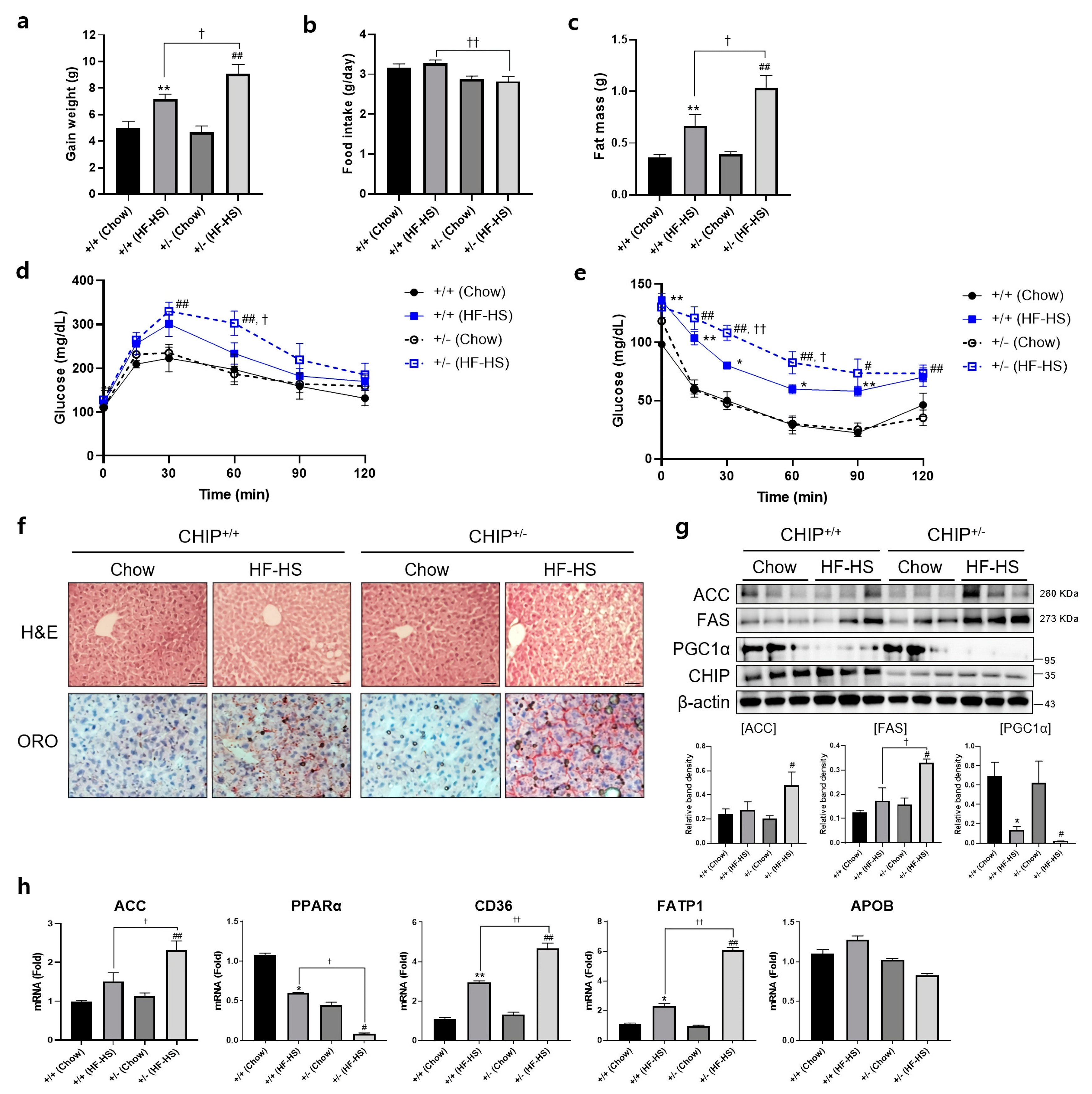 Antioxidants 12 00458 g004 Antioxidants 12 00458 g004