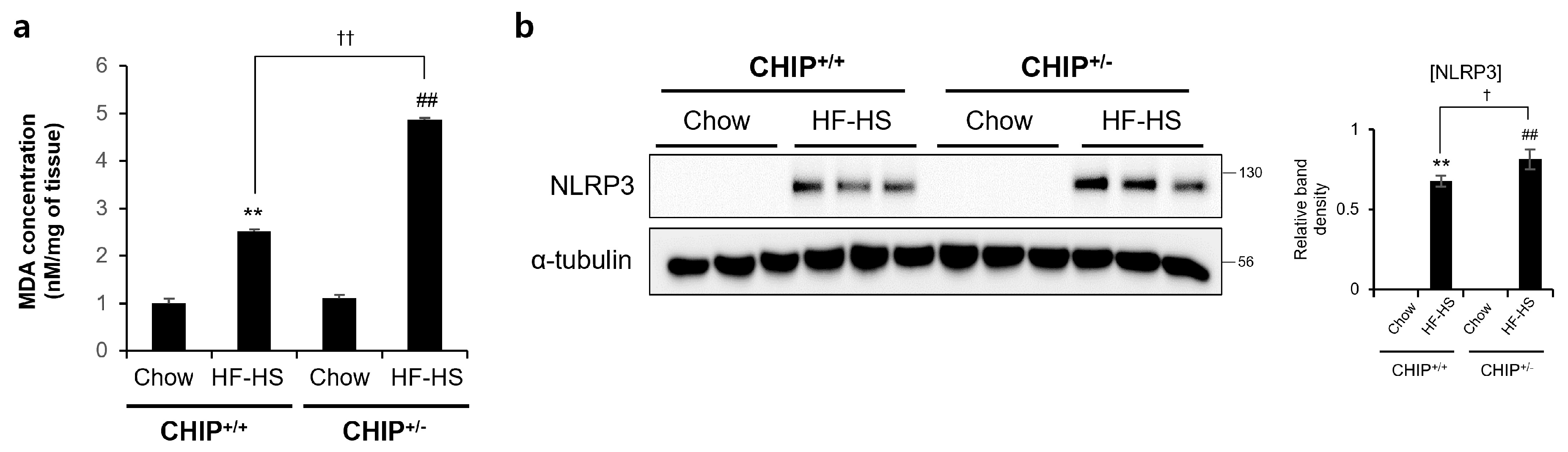 Antioxidants 12 00458 g005 Antioxidants 12 00458 g005