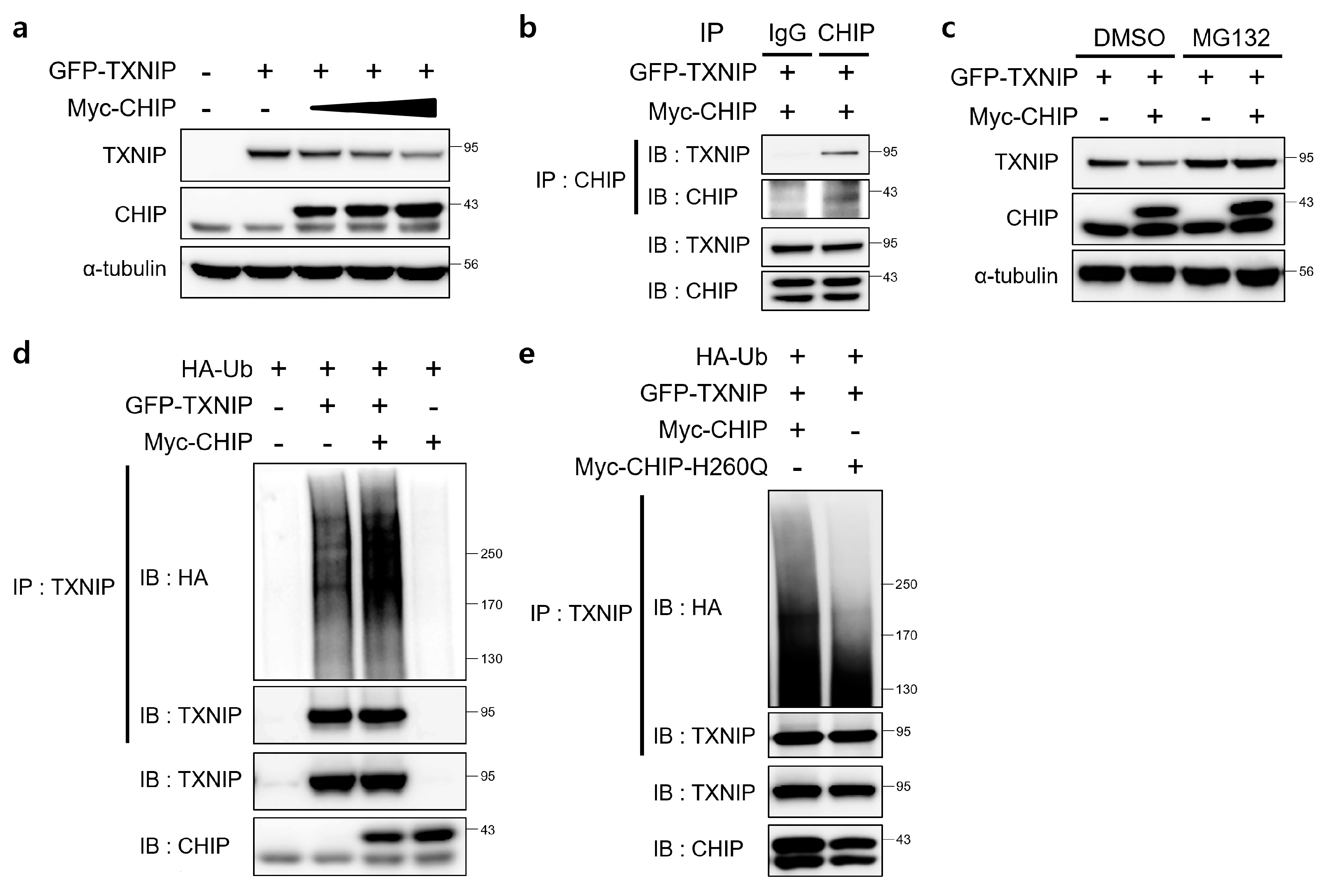 Antioxidants 12 00458 g006 Antioxidants 12 00458 g006