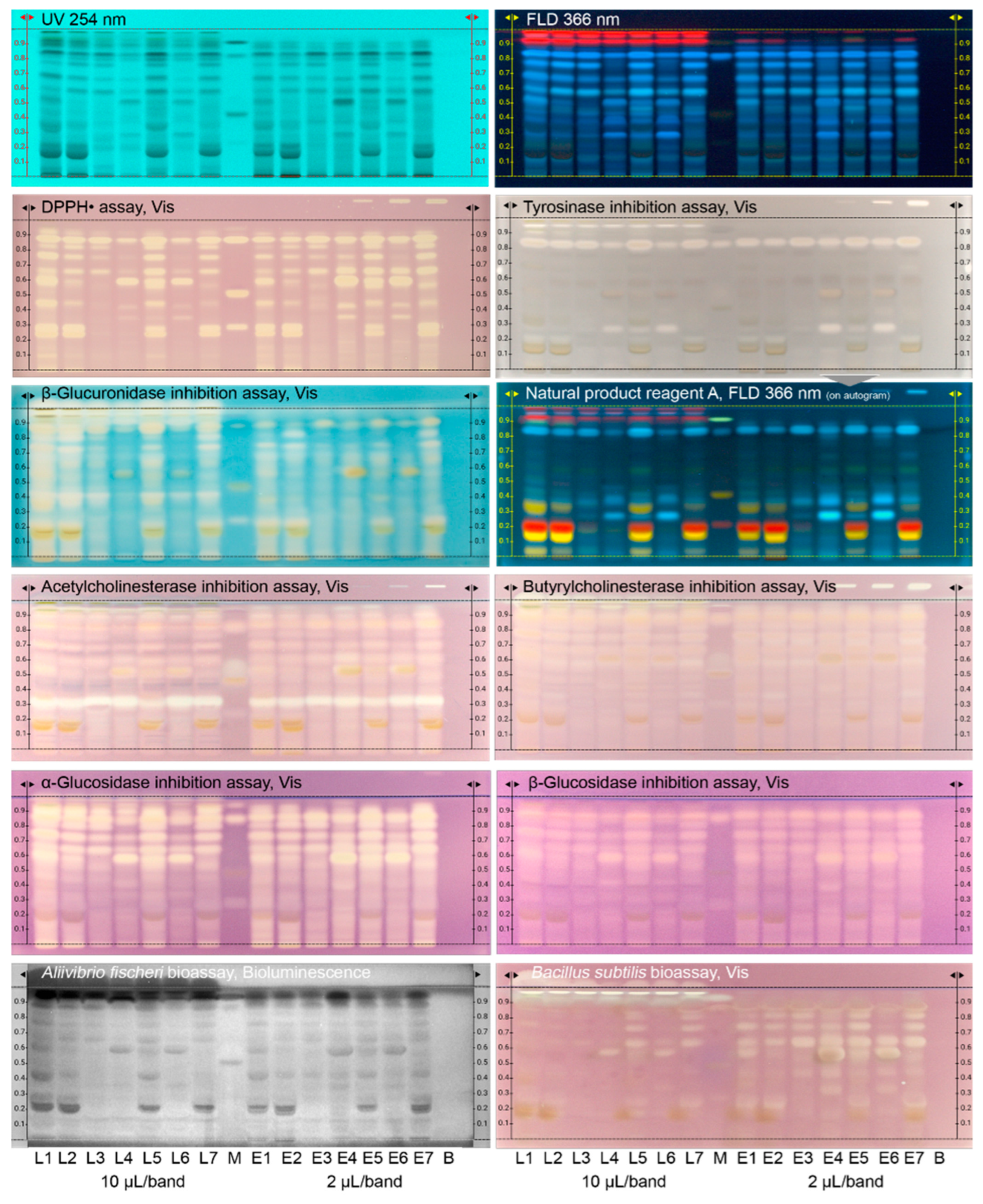 Antioxidants 12 00476 g001 Antioxidants 12 00476 g001