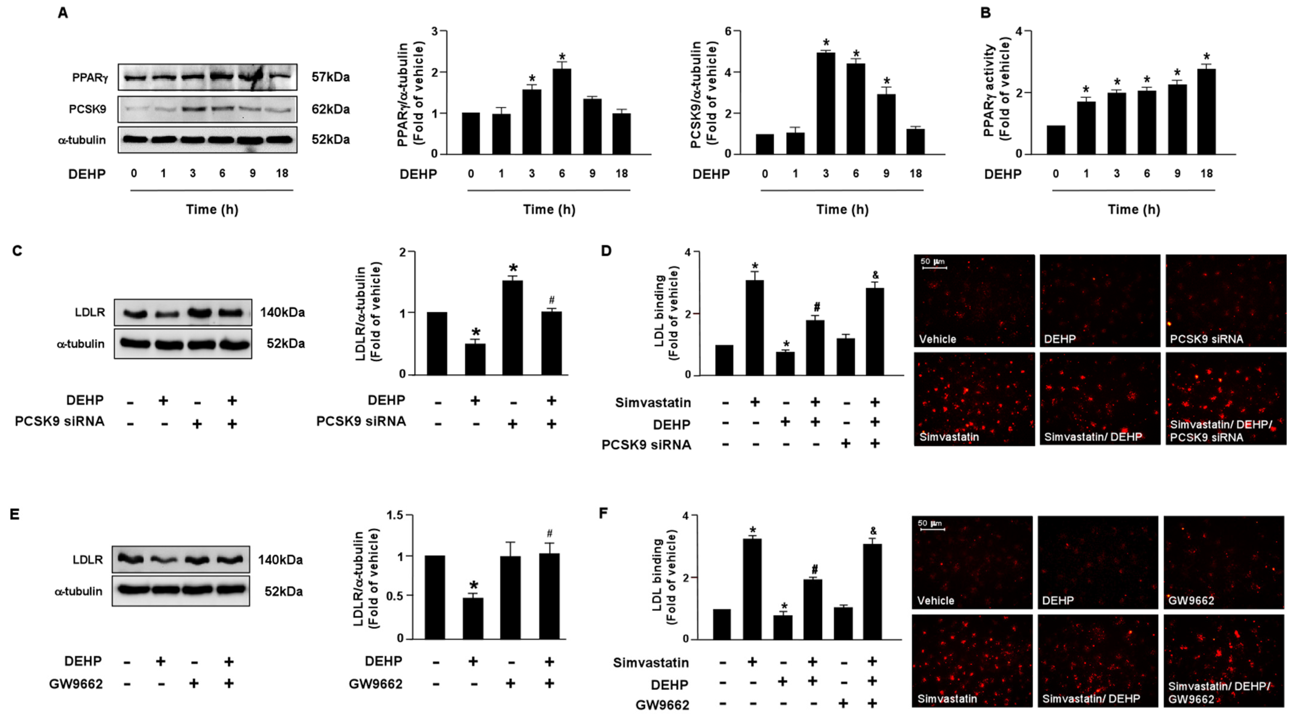 Antioxidants 12 00477 g003 Antioxidants 12 00477 g003