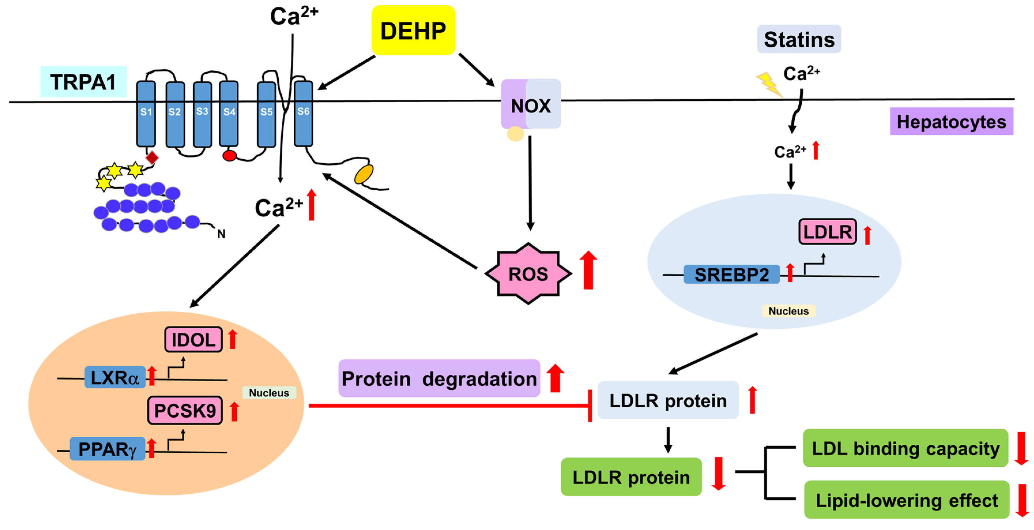 Antioxidants 12 00477 g008 Antioxidants 12 00477 g008