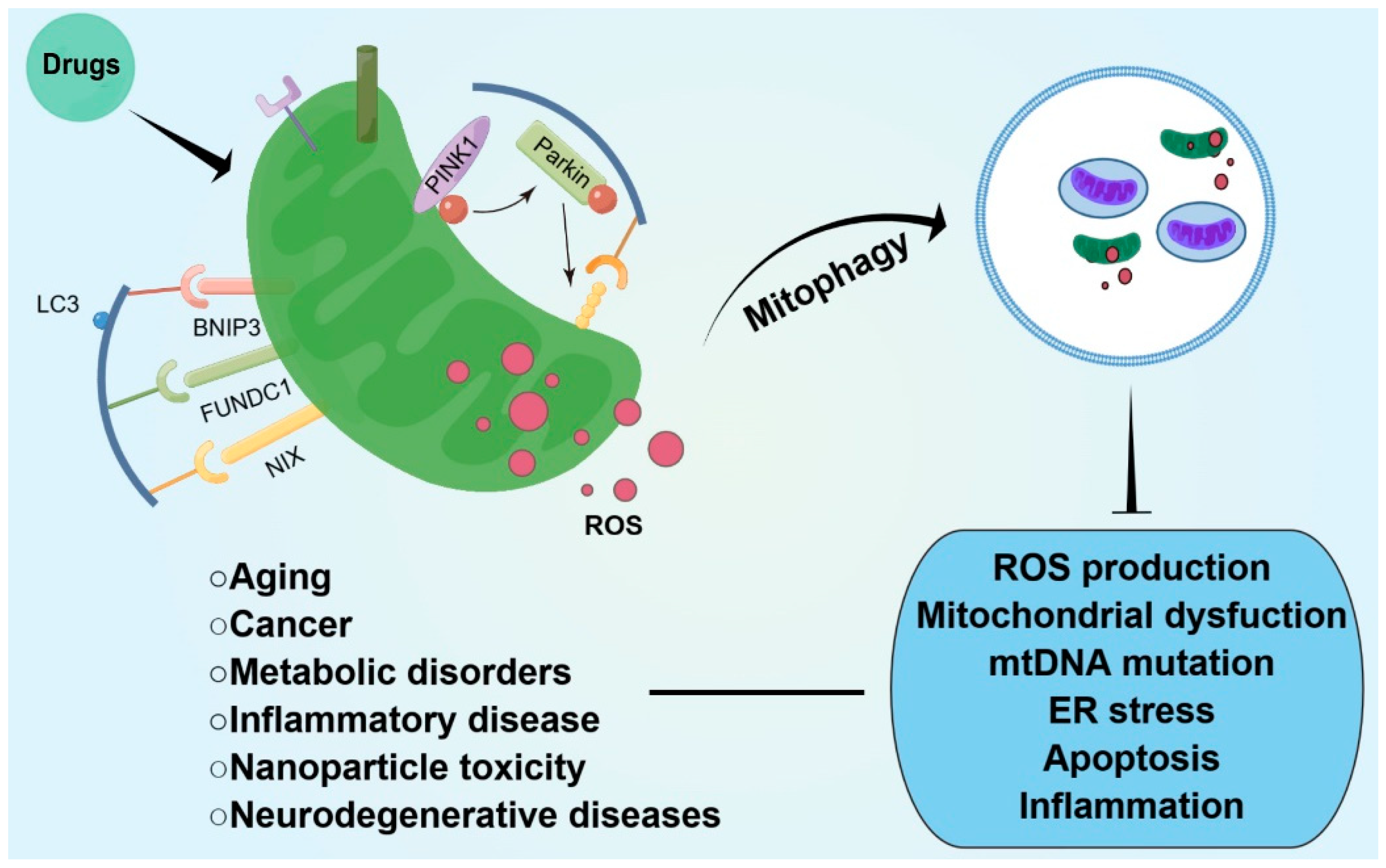 Antioxidants 12 00480 g002