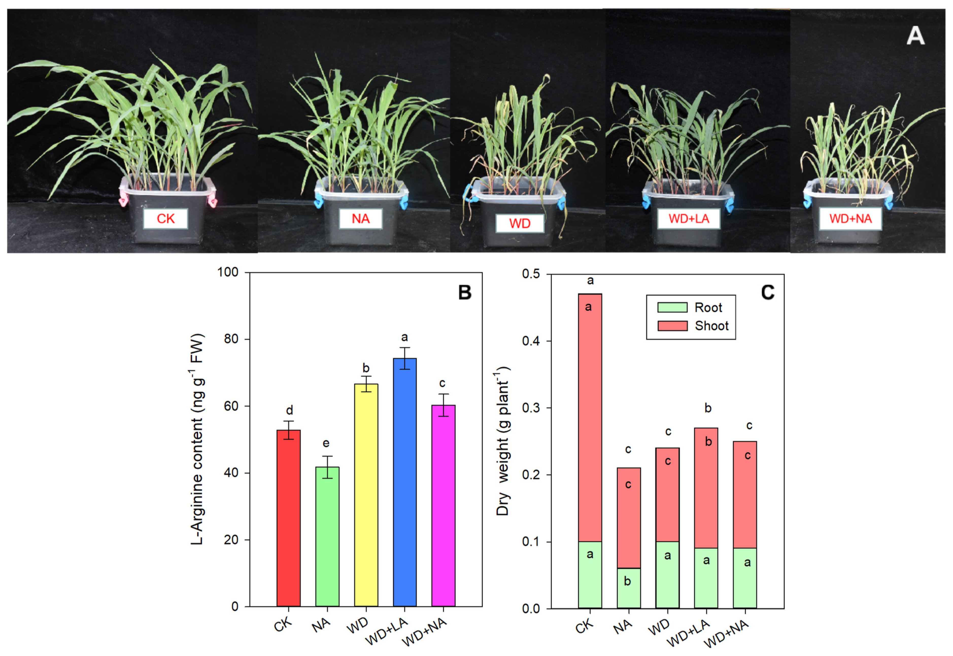 Antioxidants 12 00482 g001