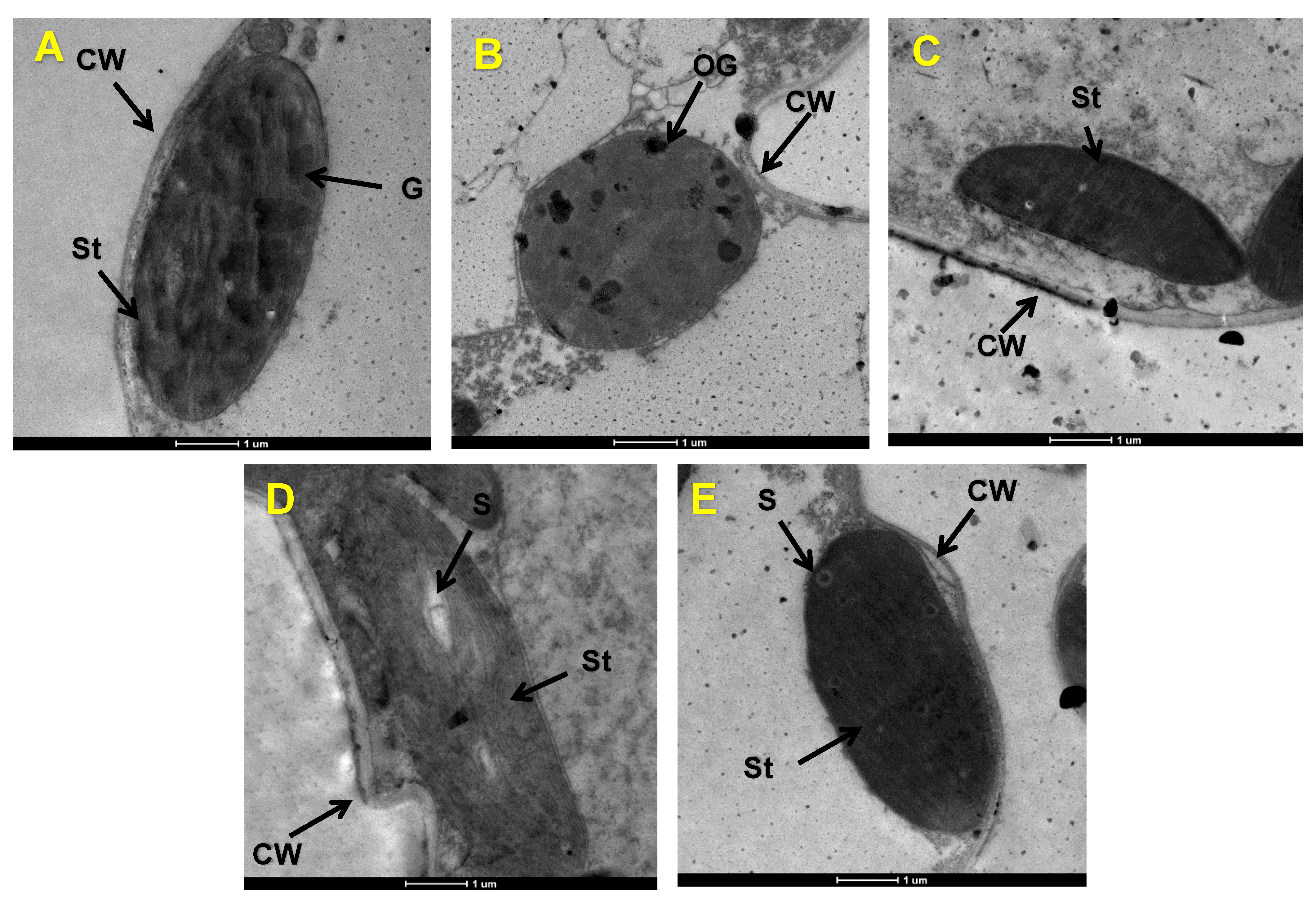 Antioxidants 12 00482 g003