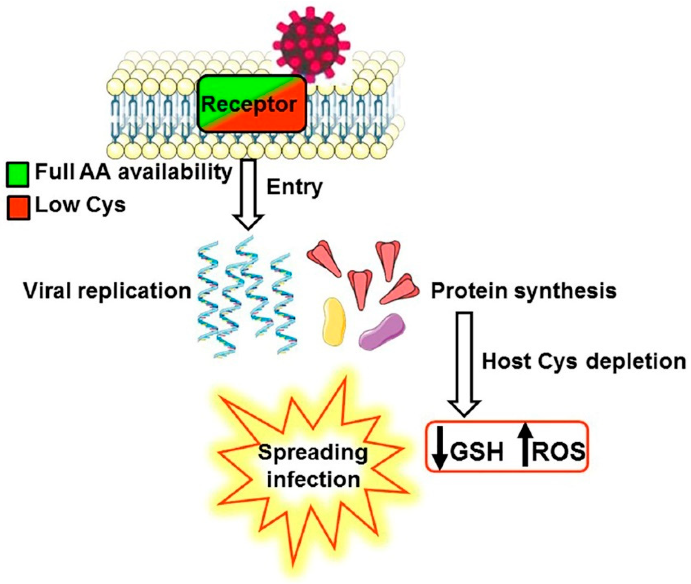 Antioxidants 12 00483 g001 Antioxidants 12 00483 g001