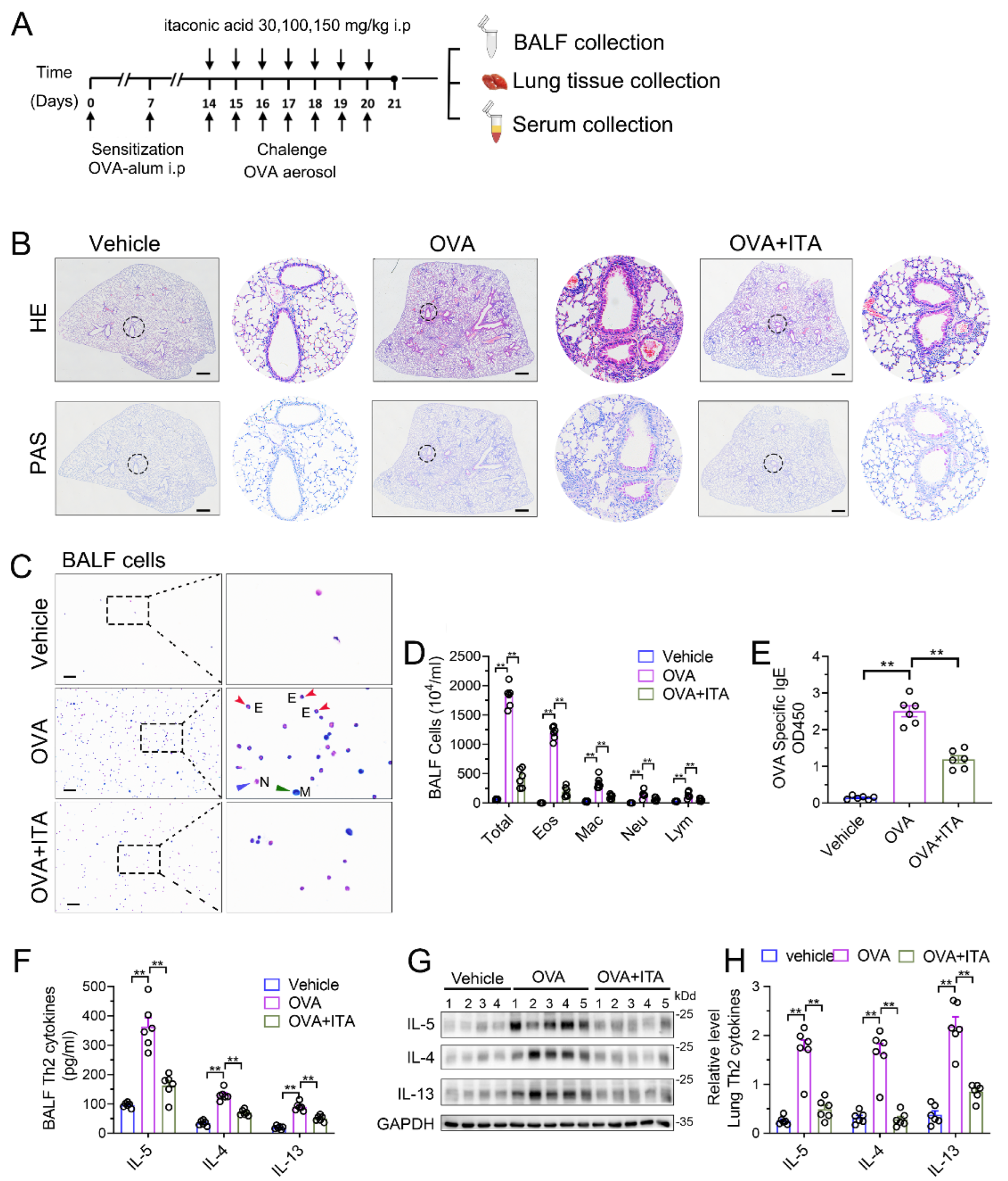 Antioxidants 12 00489 g002 Antioxidants 12 00489 g002