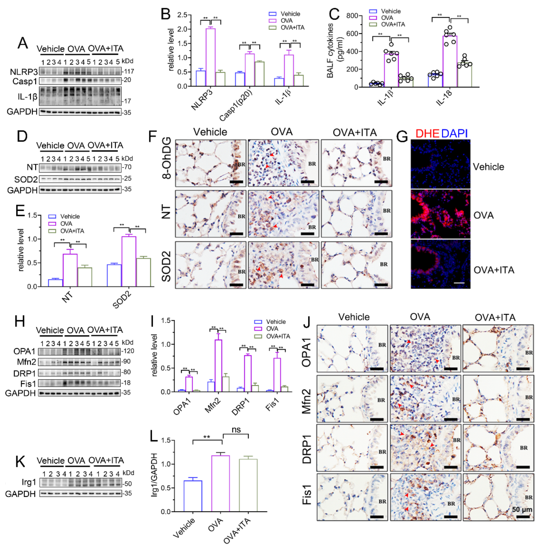 Antioxidants 12 00489 g004 Antioxidants 12 00489 g004