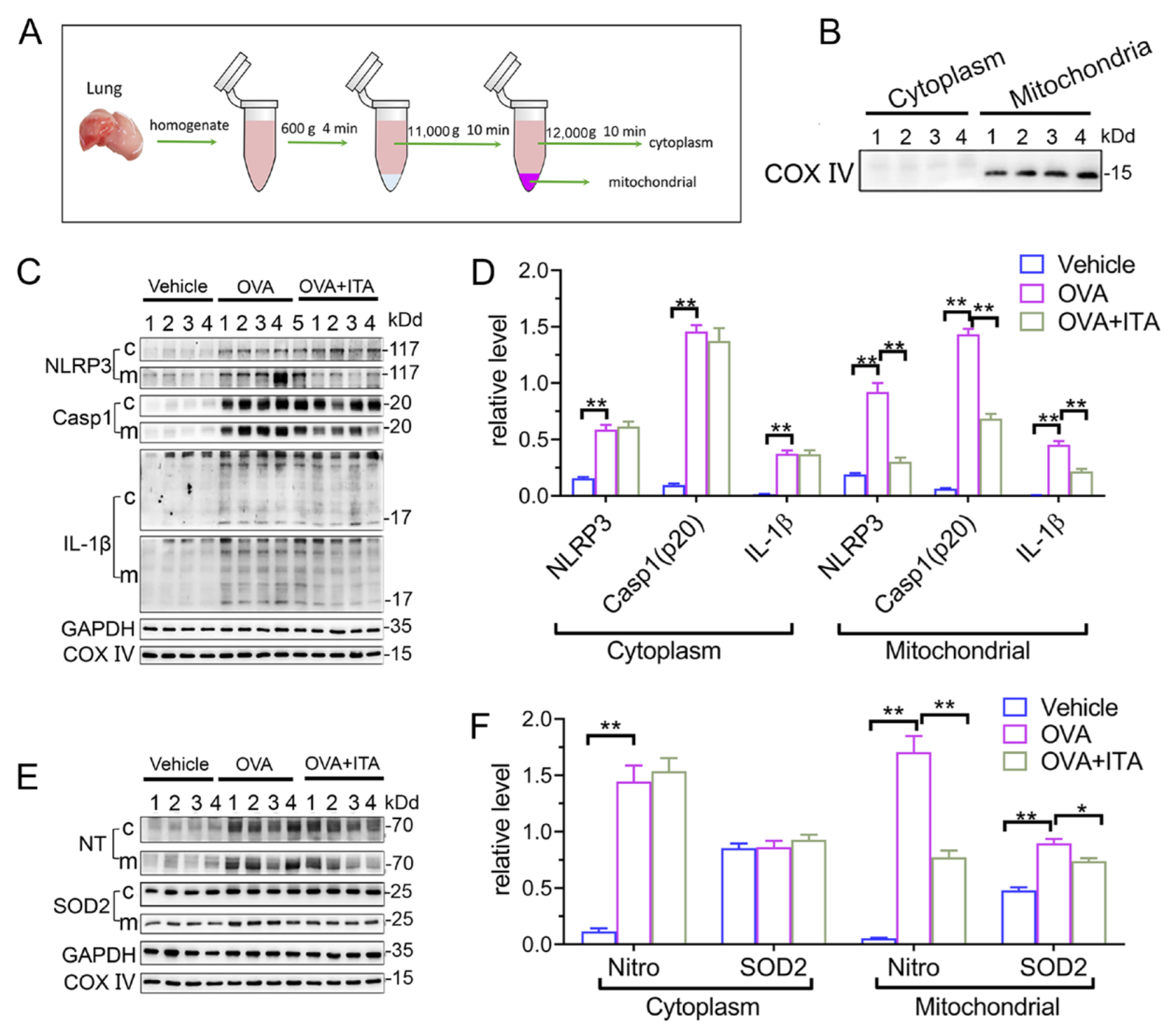 Antioxidants 12 00489 g005 Antioxidants 12 00489 g005