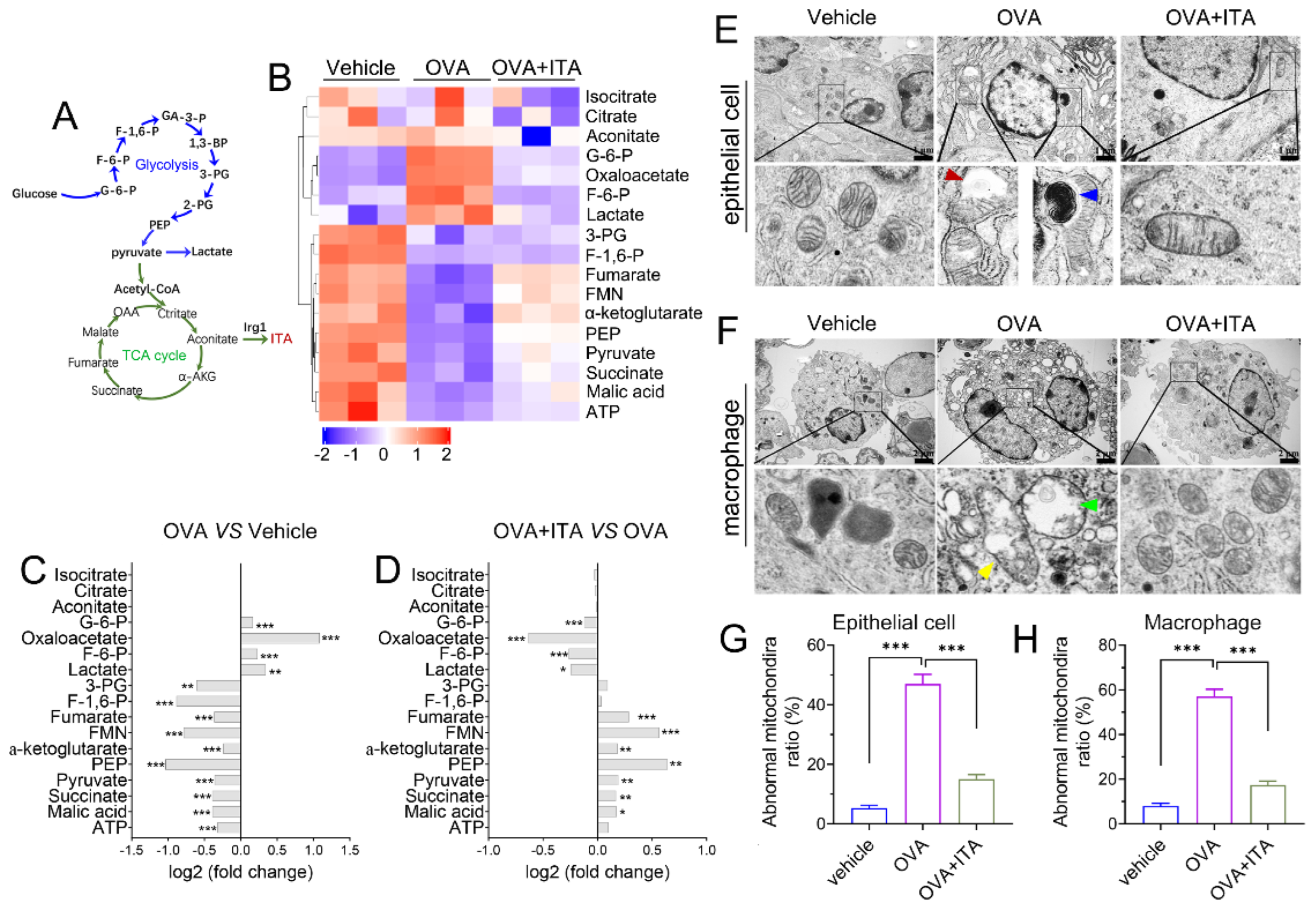 Antioxidants 12 00489 g006 Antioxidants 12 00489 g006