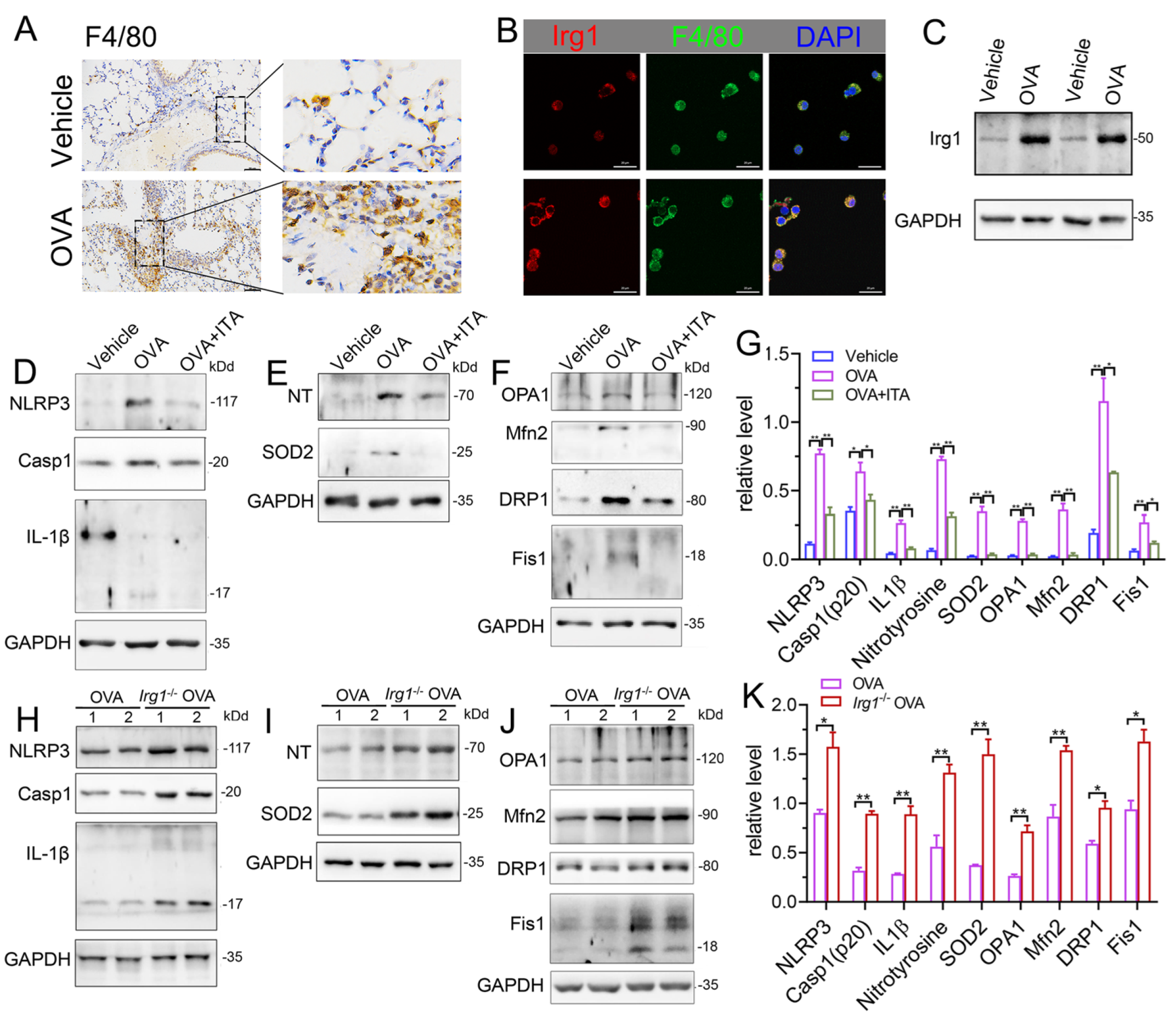 Antioxidants 12 00489 g007 Antioxidants 12 00489 g007