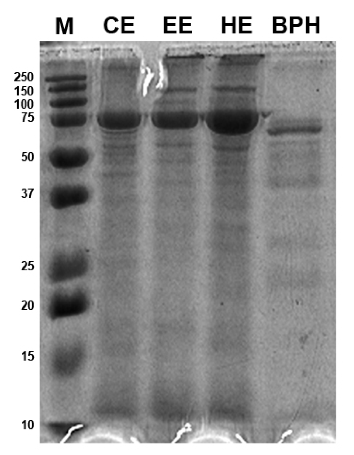 Antioxidants 12 00519 g001 Antioxidants 12 00519 g001