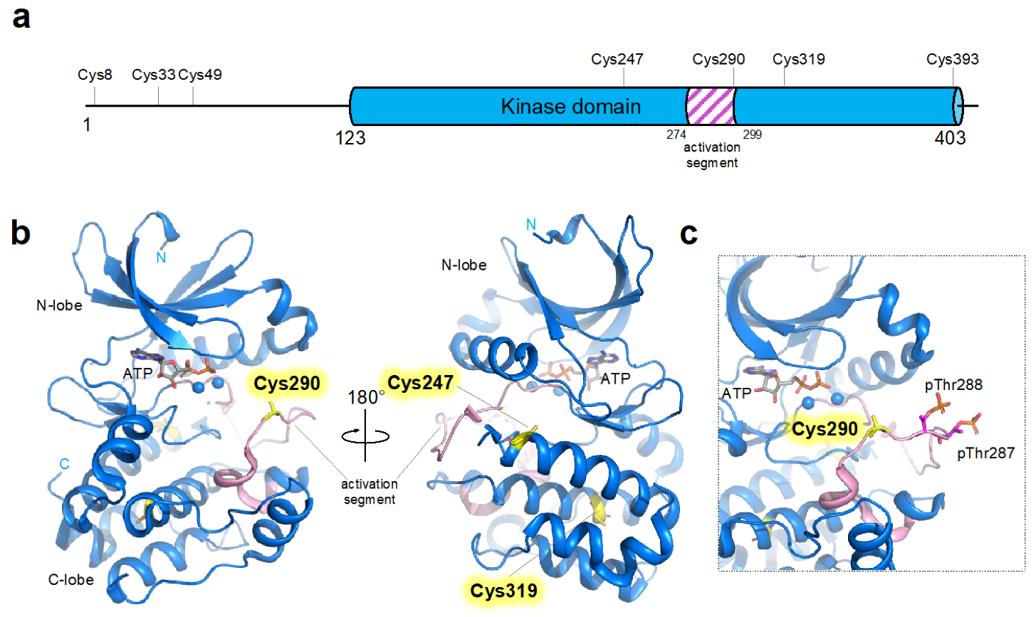 Antioxidants 12 00531 g001 Antioxidants 12 00531 g001