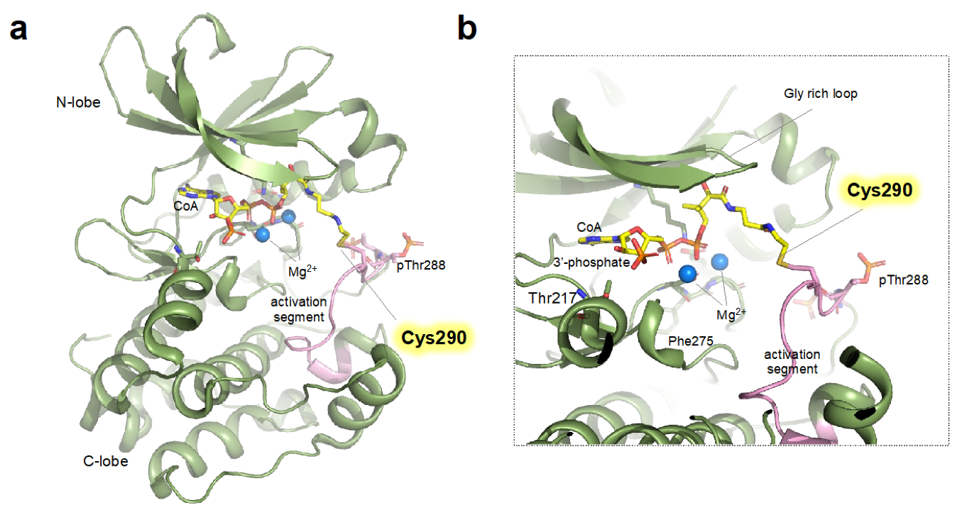 Antioxidants 12 00531 g002 Antioxidants 12 00531 g002